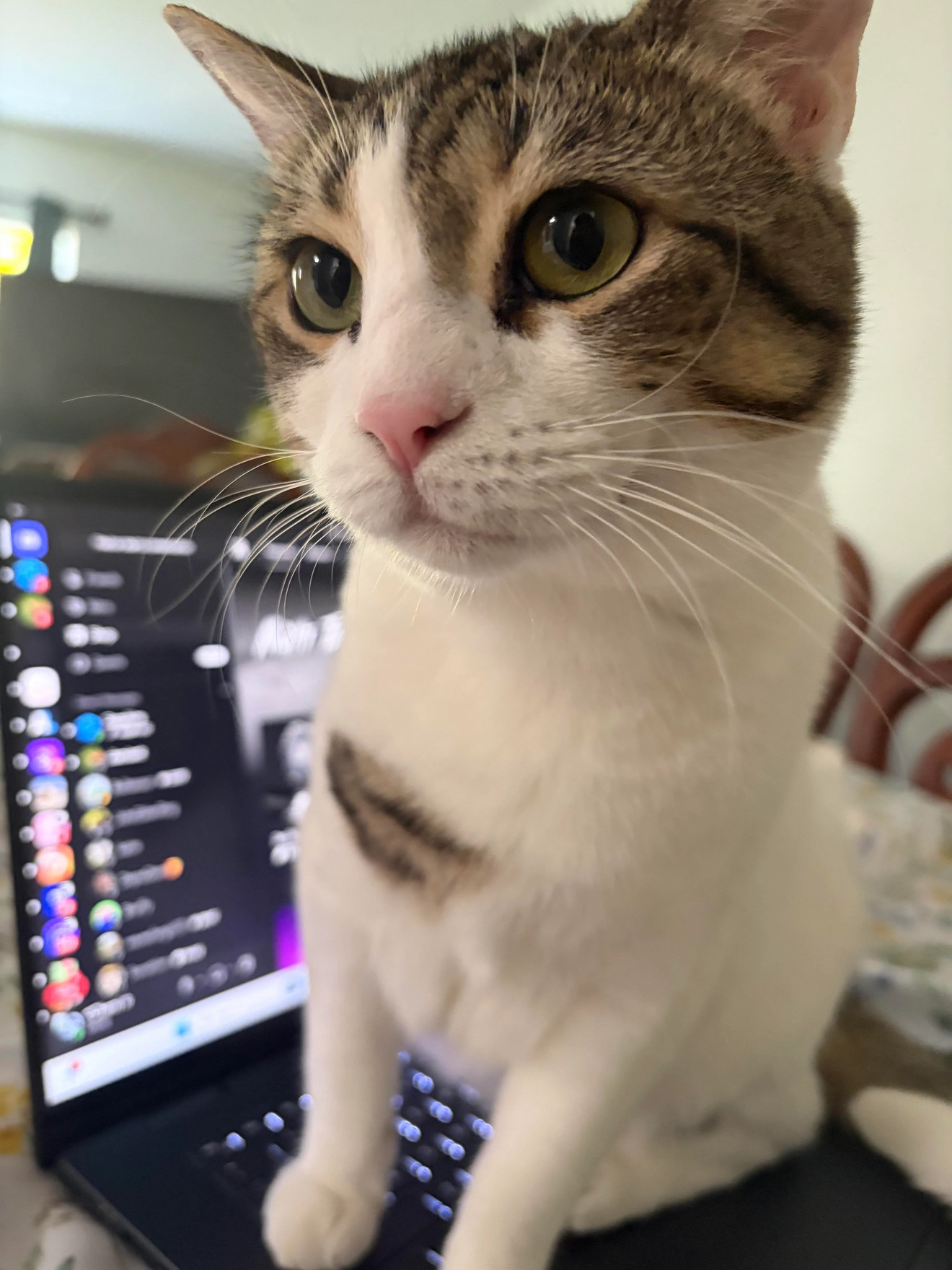Tabby and white cat with wide surprised eyes looking directly at camera with colorful device screen blurred behind