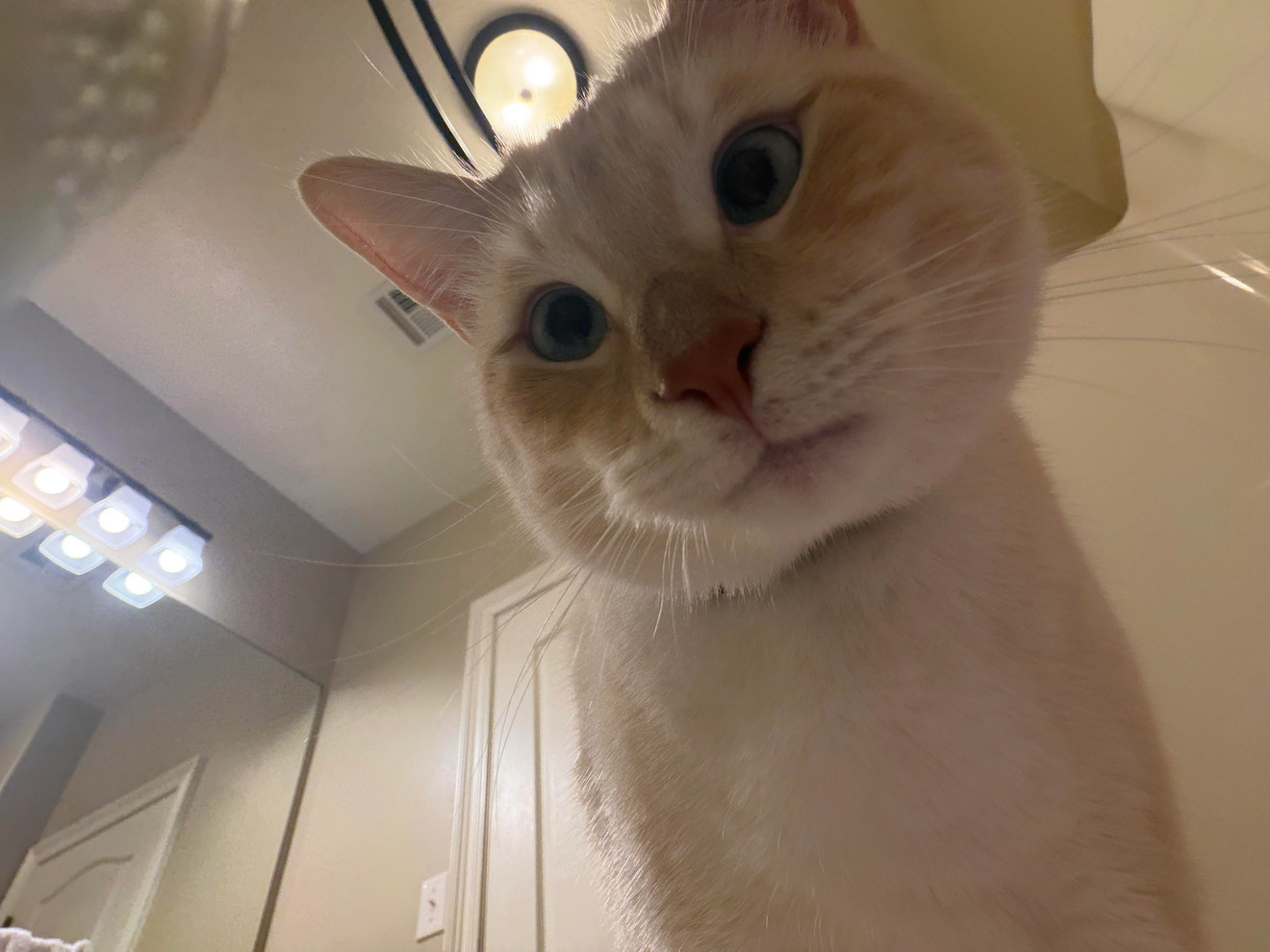 White cat looking directly at camera from above with wide surprised eyes and tilted head