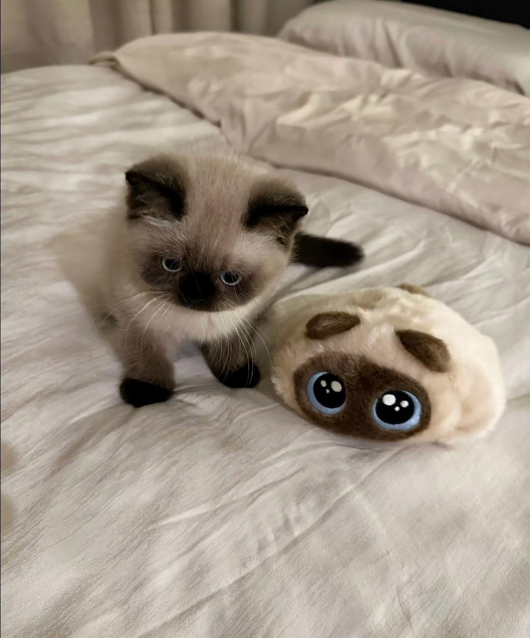 Cream and brown colorpoint kitten on white bedding looking at a plush toy with large blue eyes