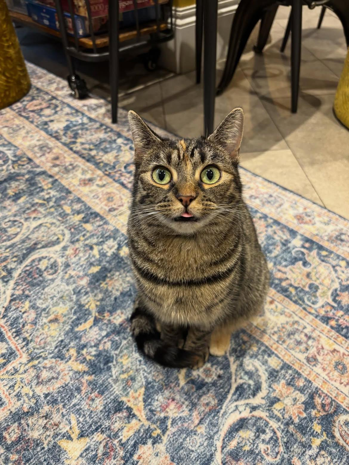 Tabby cat with wide eyes and surprised expression walking toward camera on patterned rug in indoor setting.