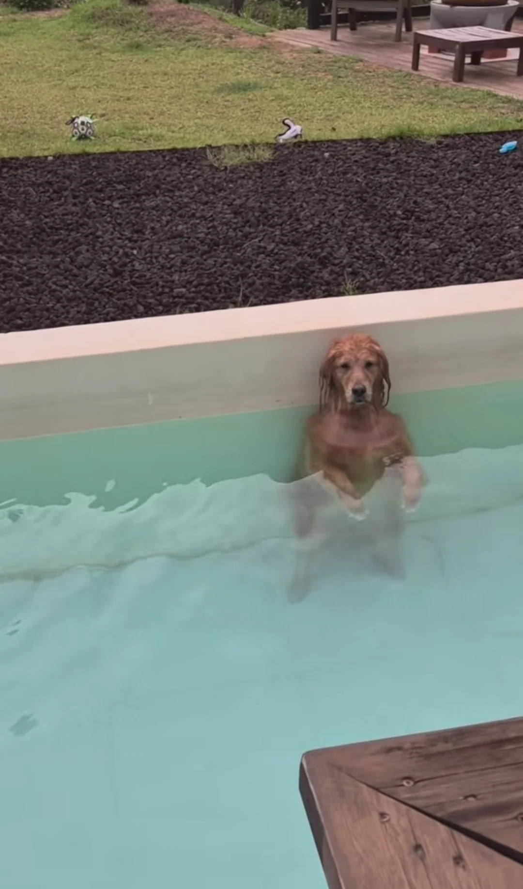 Brown and white dog standing in turquoise pool water, looking calm and content