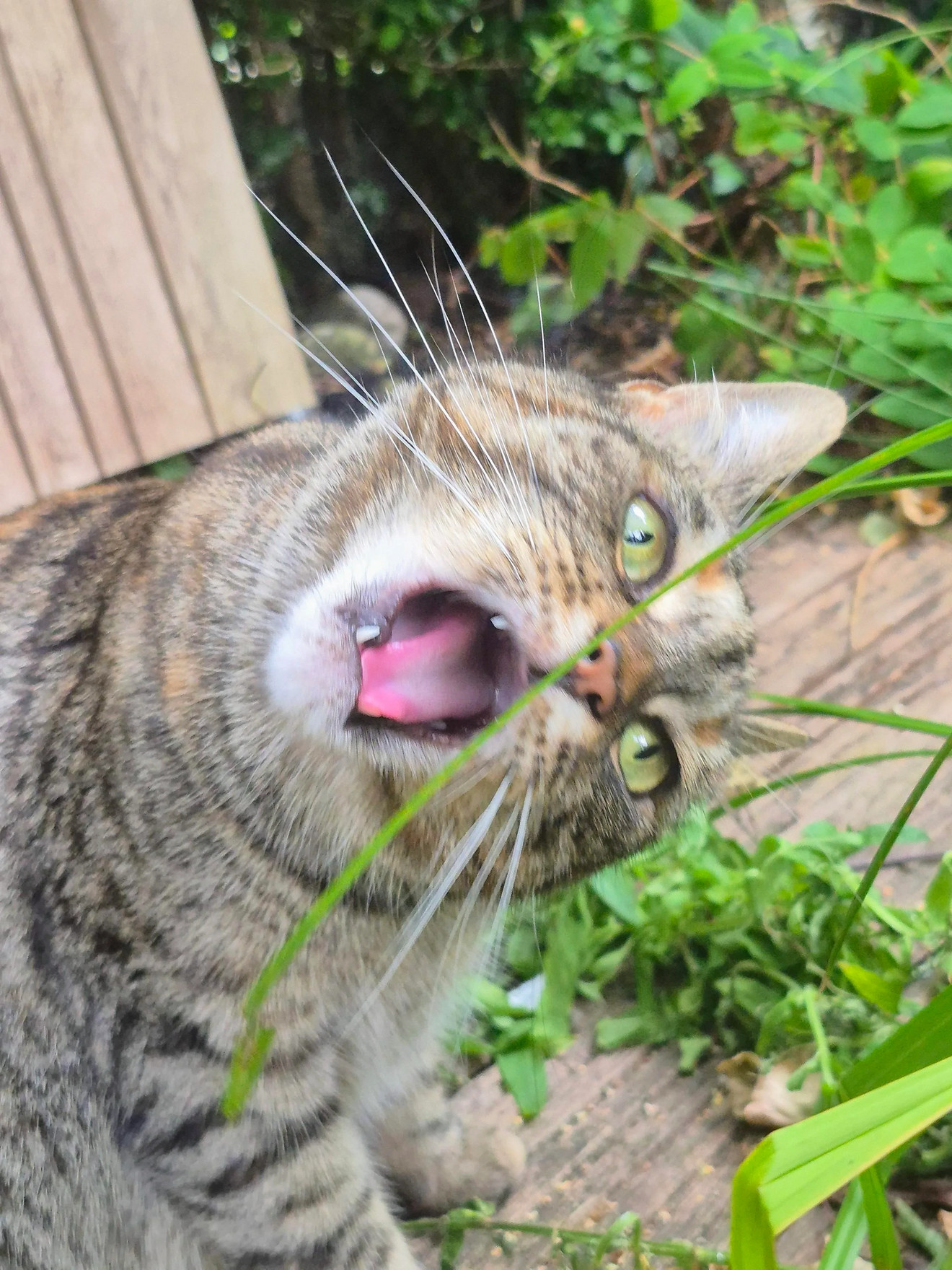 Tabby cat with open mouth eating grass outdoors, looking directly at camera with wide eyes