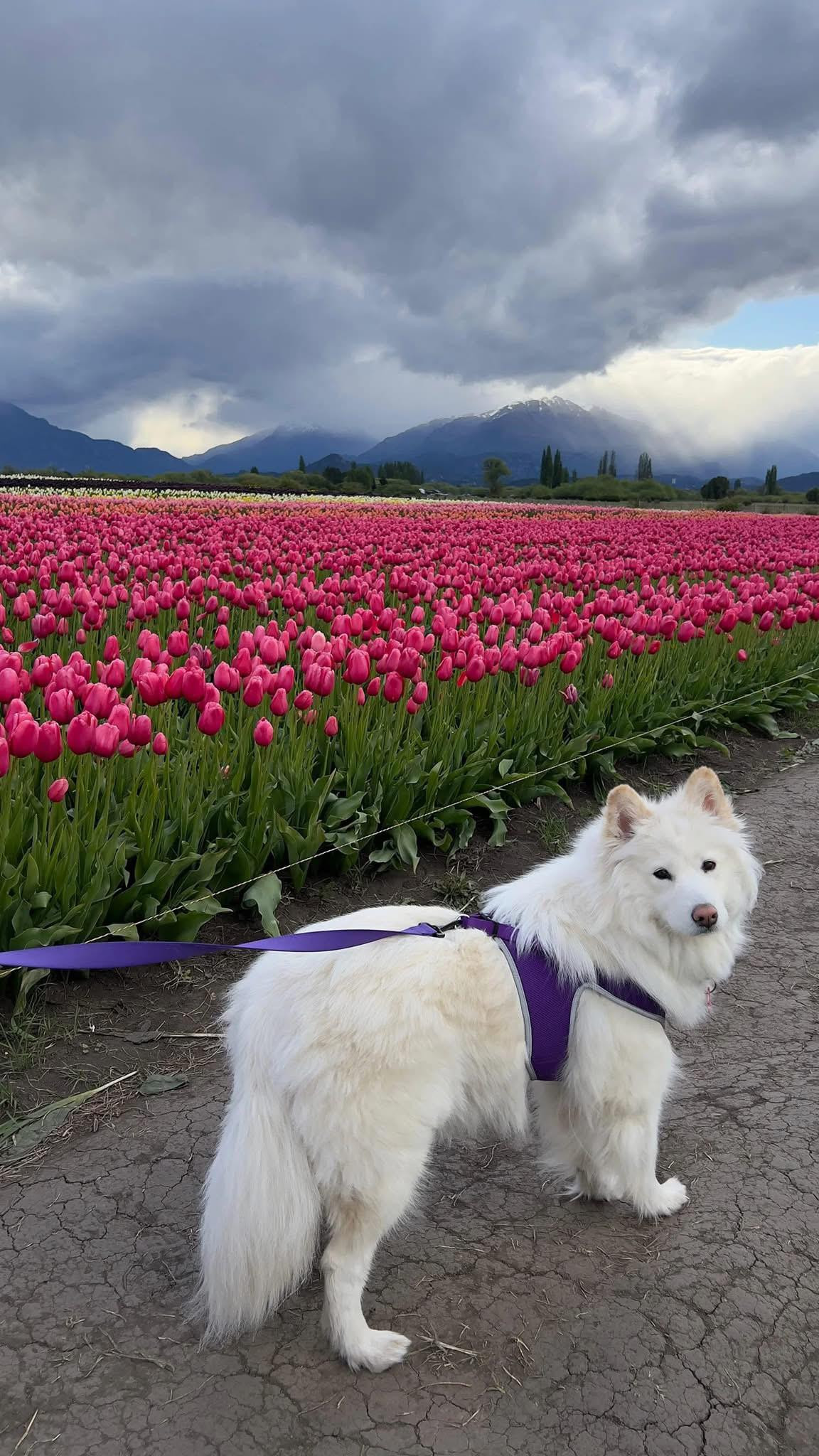 White fluffy dog in purple harness standing on path beside massive pink tulip field with snow-capped mountains in background under cloudy sk