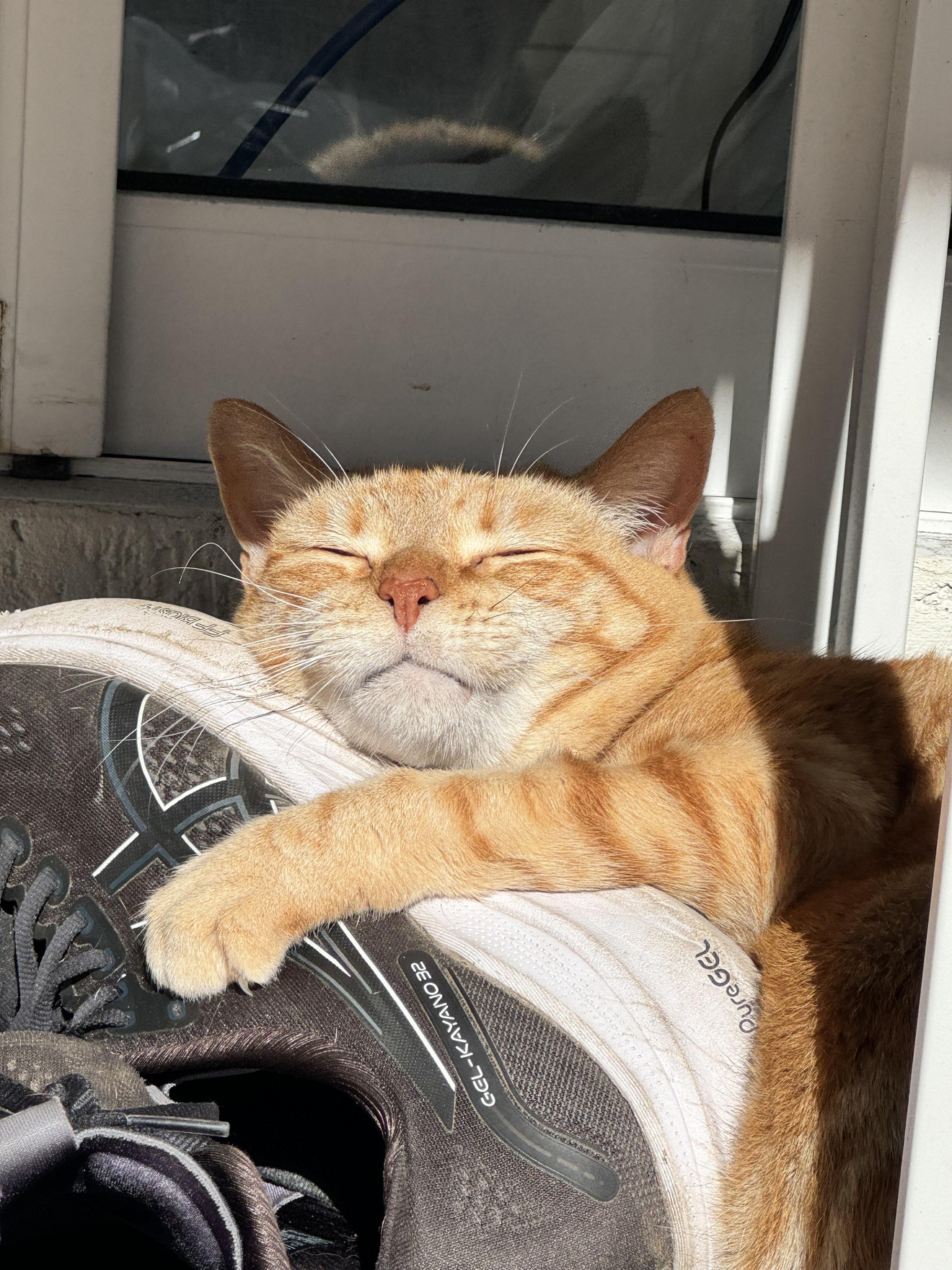 Orange tabby cat lying on clothes with eyes closed and paw stretched out in a satisfied pose