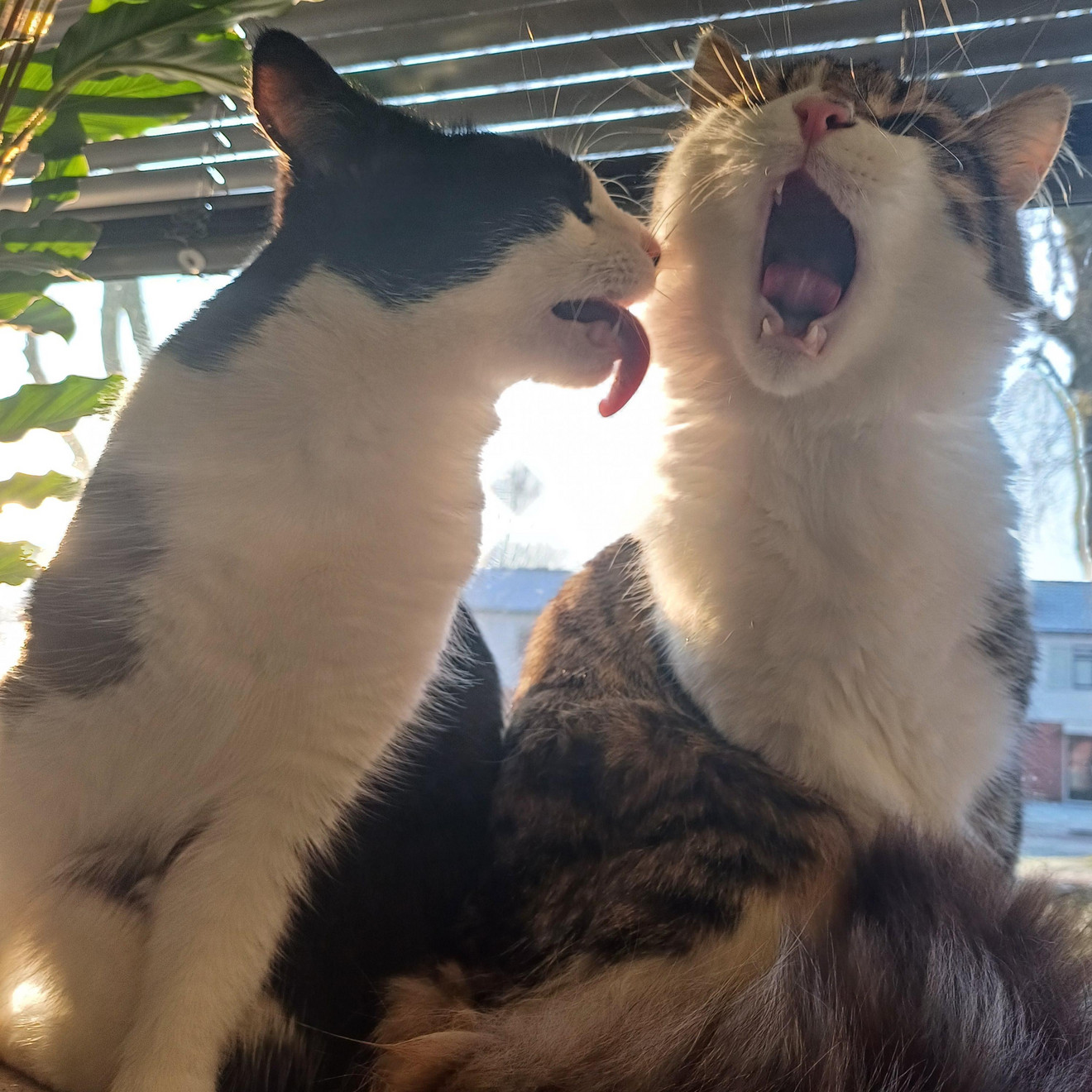 Two tuxedo and white cats facing each other with open mouths by a sunny window