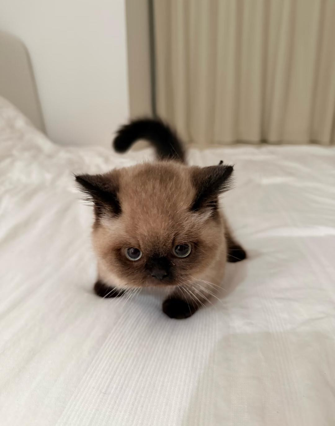 Young colorpoint kitten with dark face and ears walking on white bedding, looking directly at camera