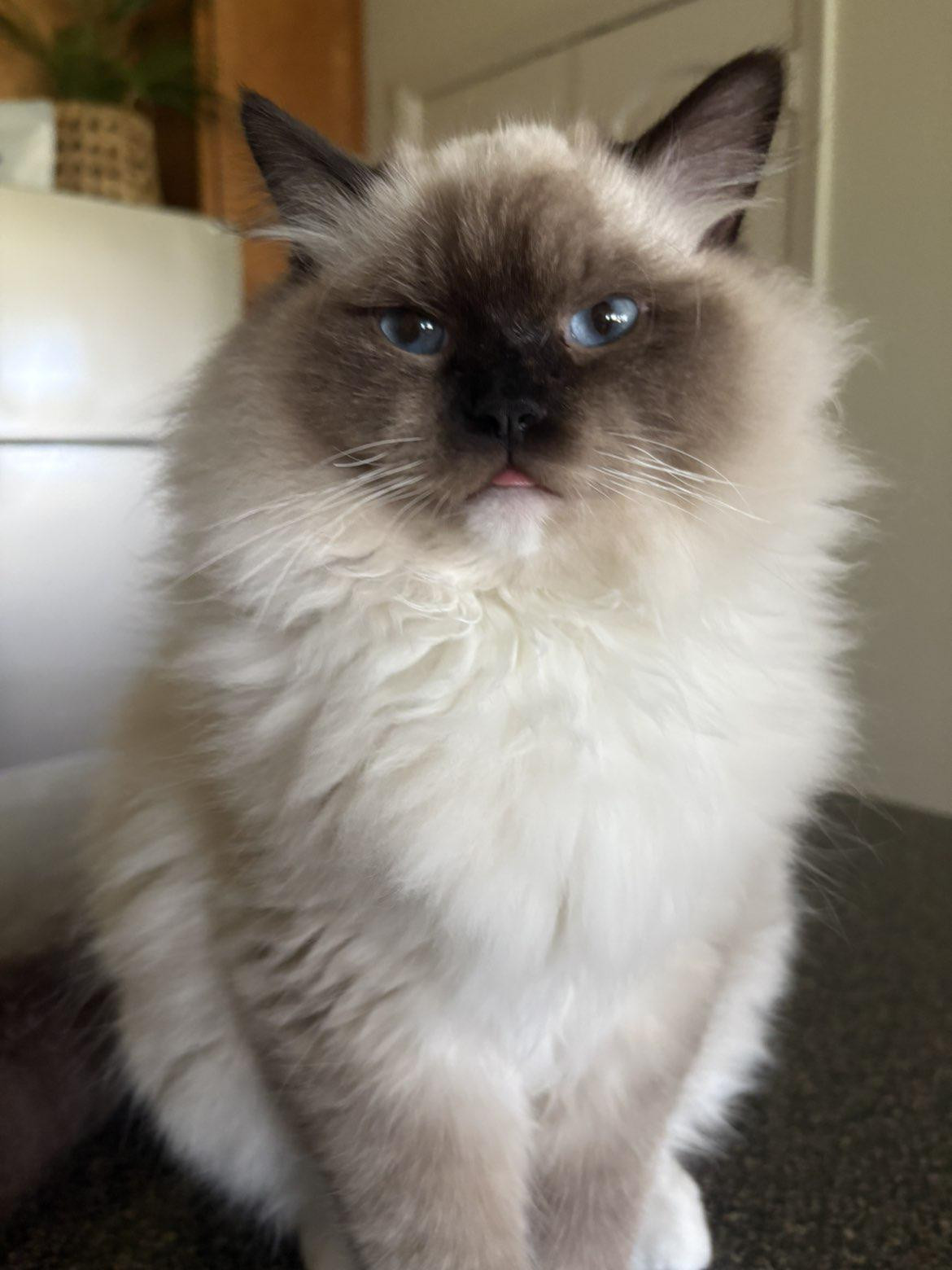 Fluffy cream and seal point cat with blue eyes staring directly at camera with a serious, unimpressed expression