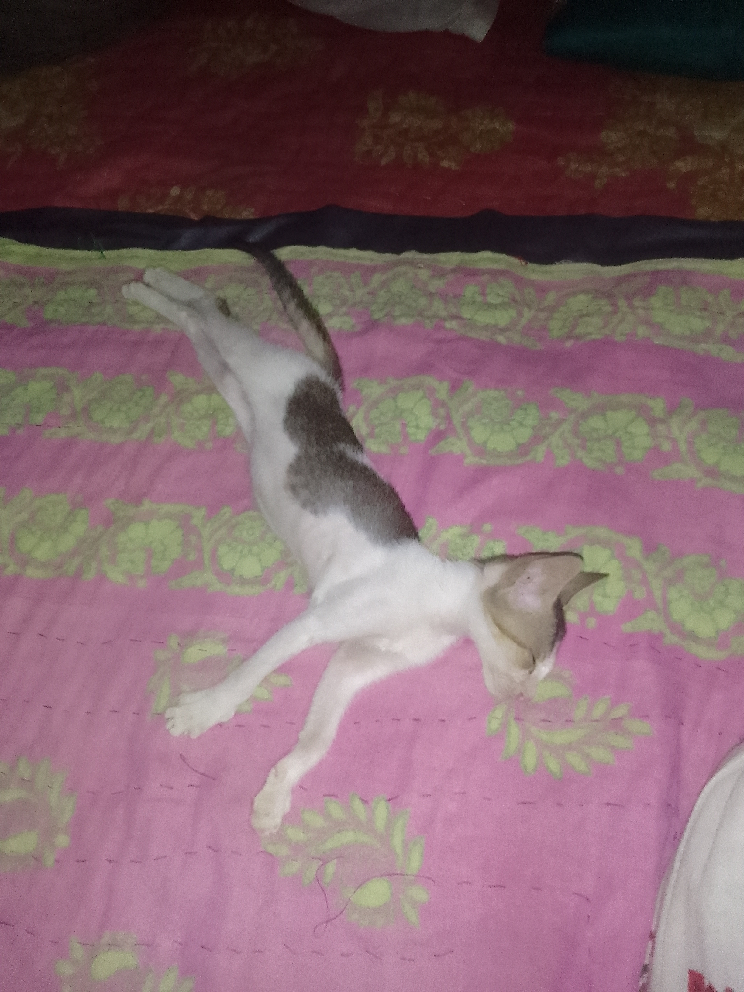 Cute cat