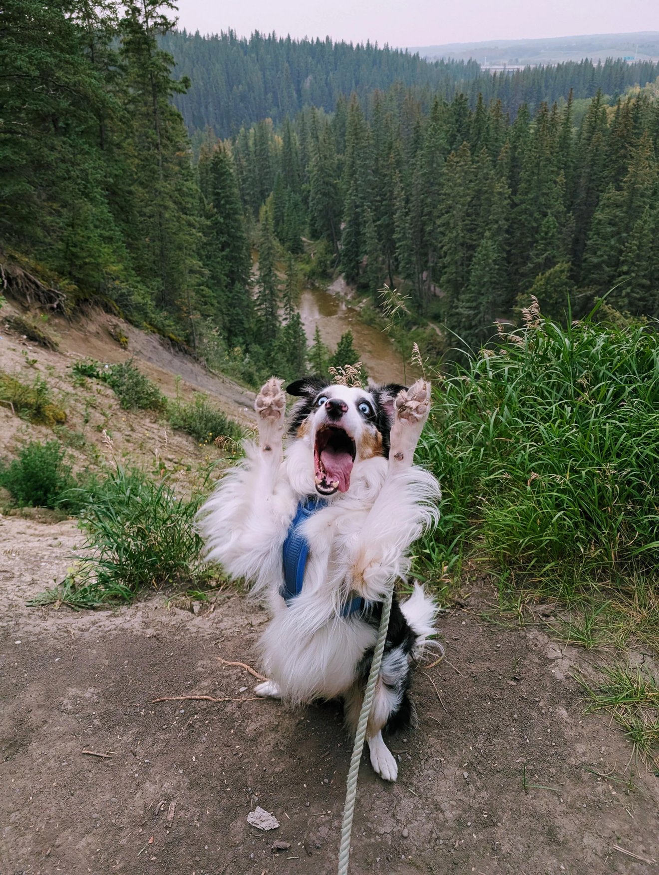 Black and white dog on leash looking surprised at mountain forest and river valley vista