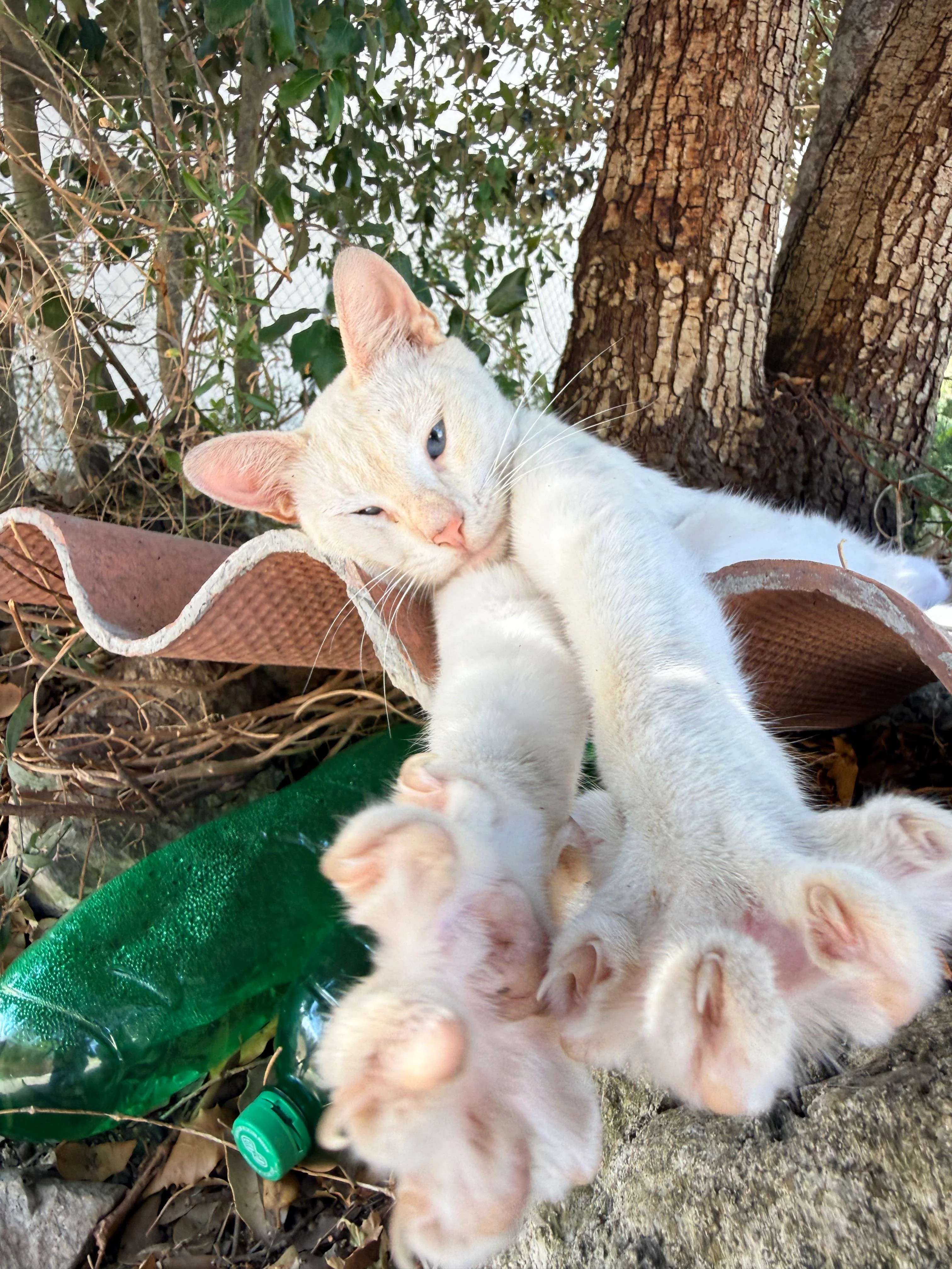 White cat lying stretched out on a metal surface under tree shade, one paw extended upward
