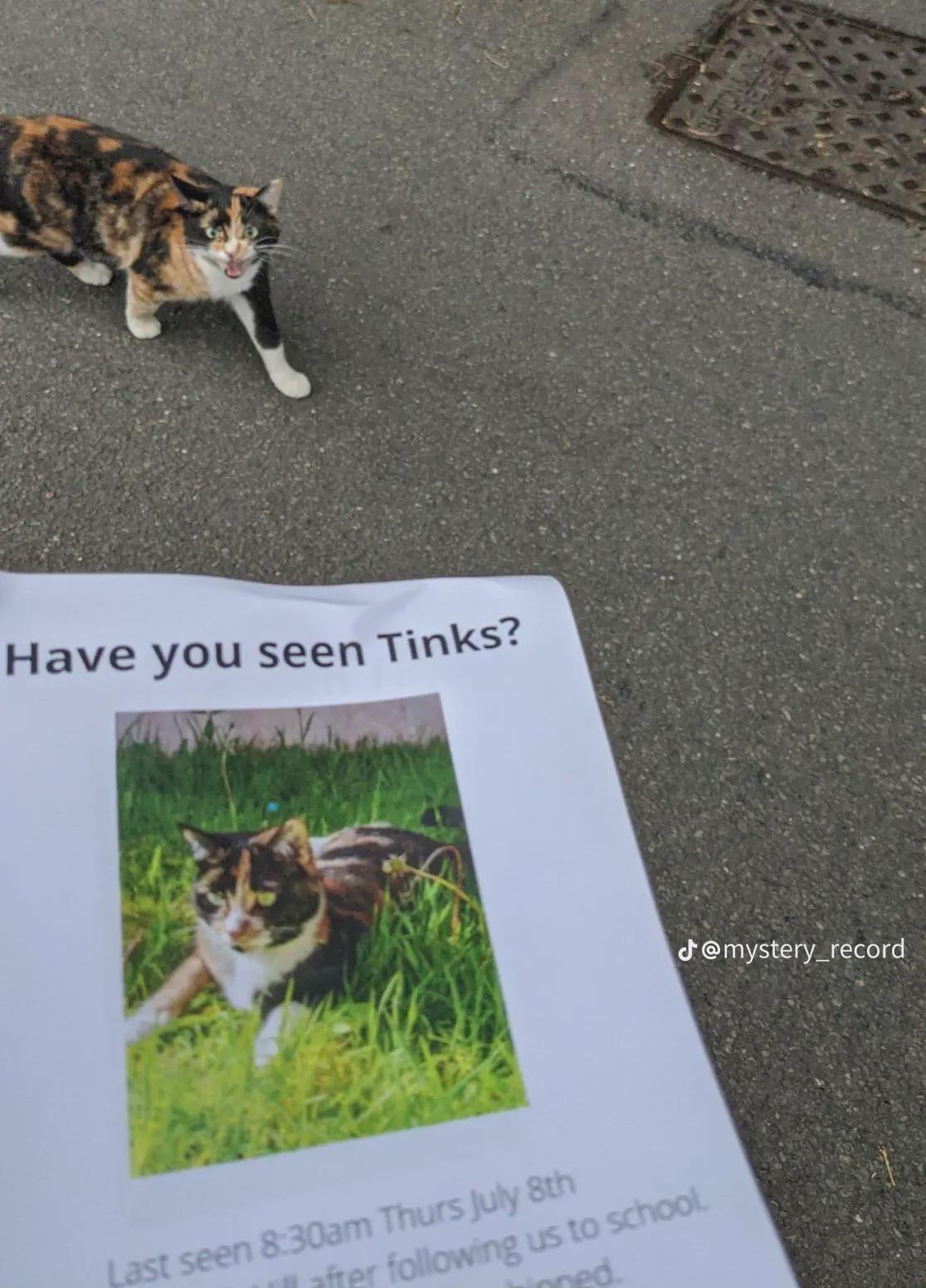 Calico and white cat standing on pavement next to a lost pet flyer with her photo, looking annoyed