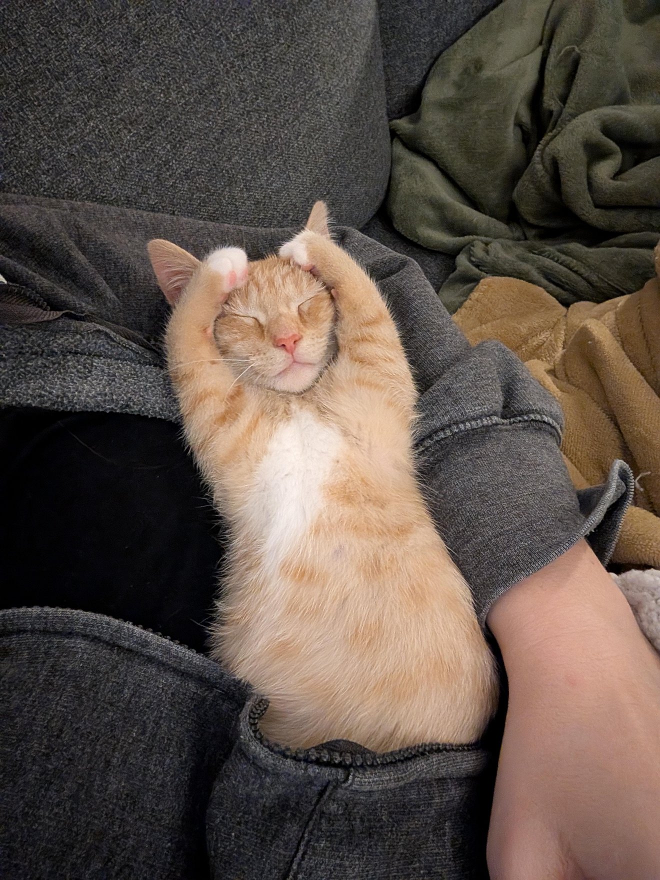 Ginger and white cat sleeping peacefully while being held on someone's lap on a couch
