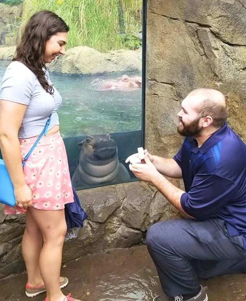 Man kneeling to propose to woman at zoo with hippopotamus watching from tank behind them
