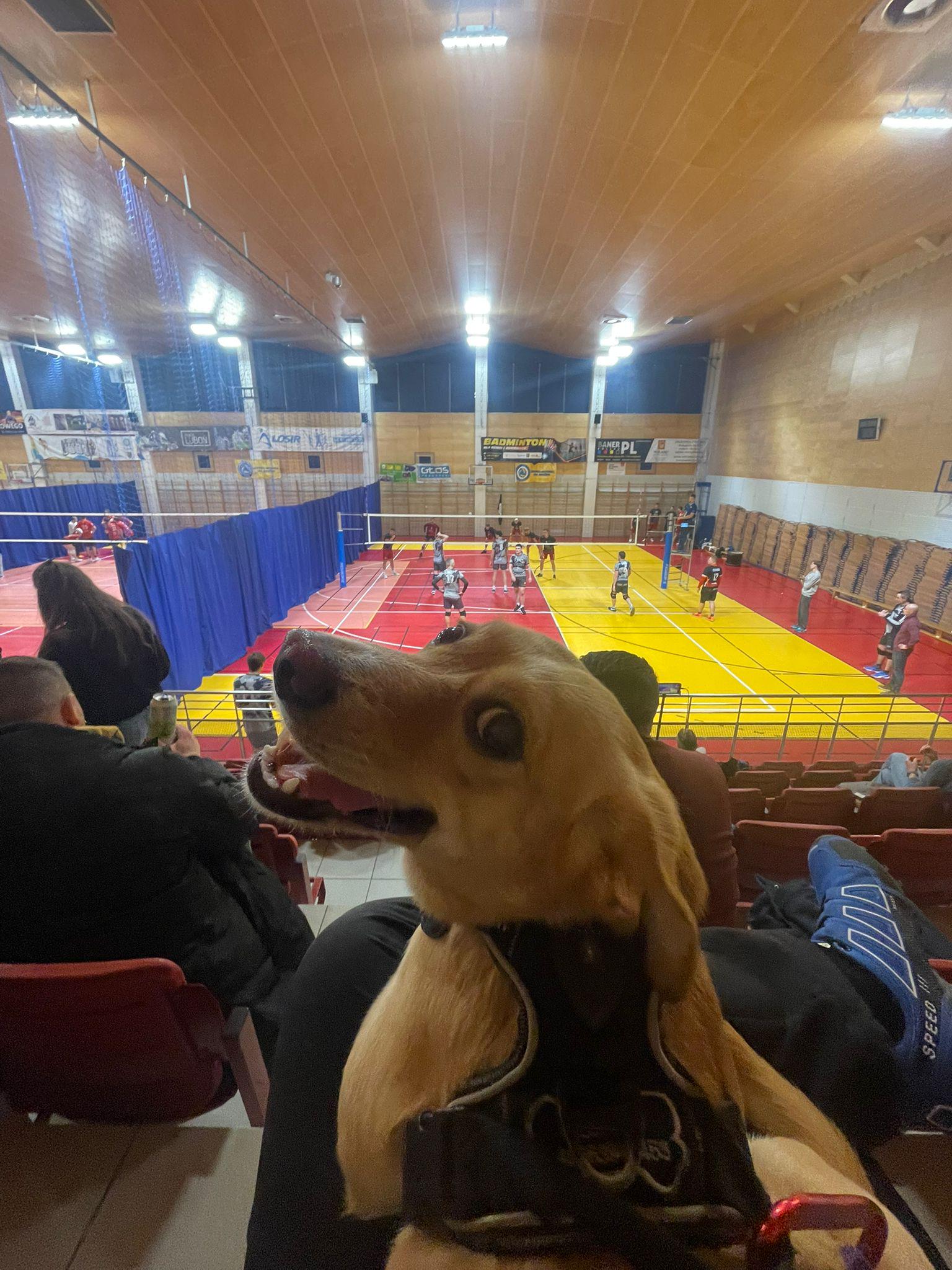 Dog wearing headphones watches volleyball game in indoor stadium from bleachers