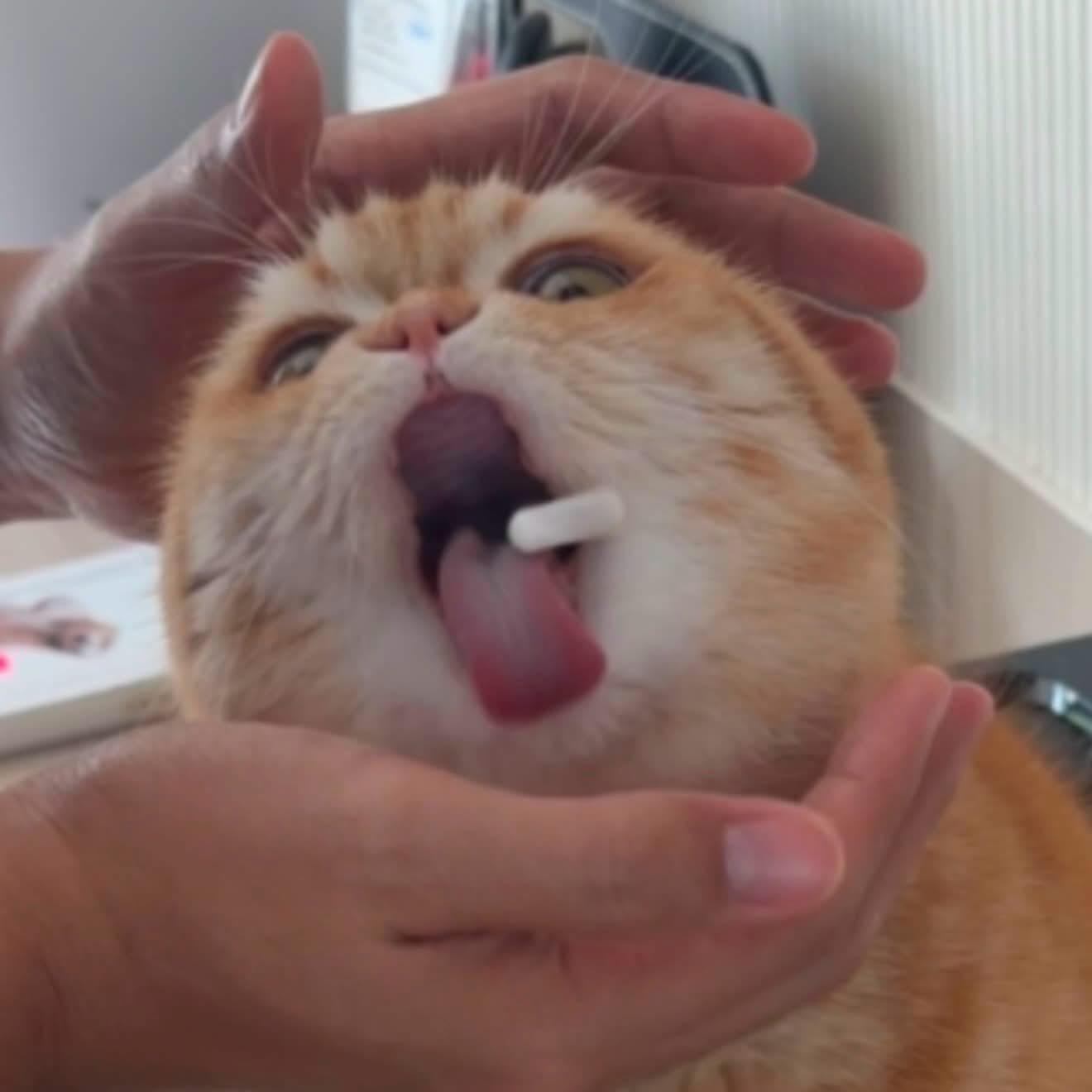 Orange tabby cat with tongue sticking out, held up in someone's hands with an exaggerated goofy expression