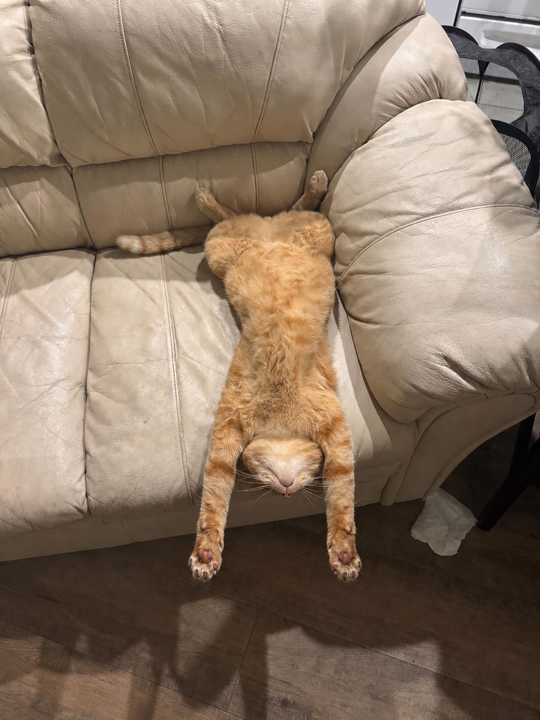 Funny Cat picture
