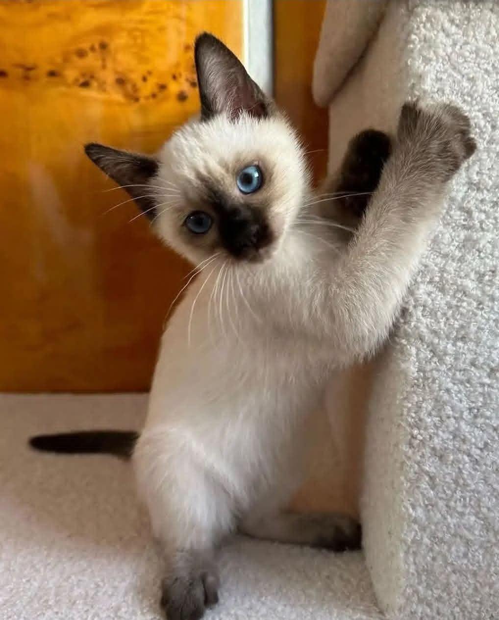 A cream and brown colorpoint kitten with blue eyes reaching one paw up while looking at the camera indoors