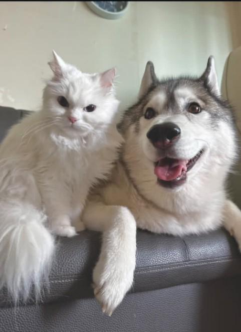 White cat sitting on the shoulder of a smiling husky on a gray couch indoors