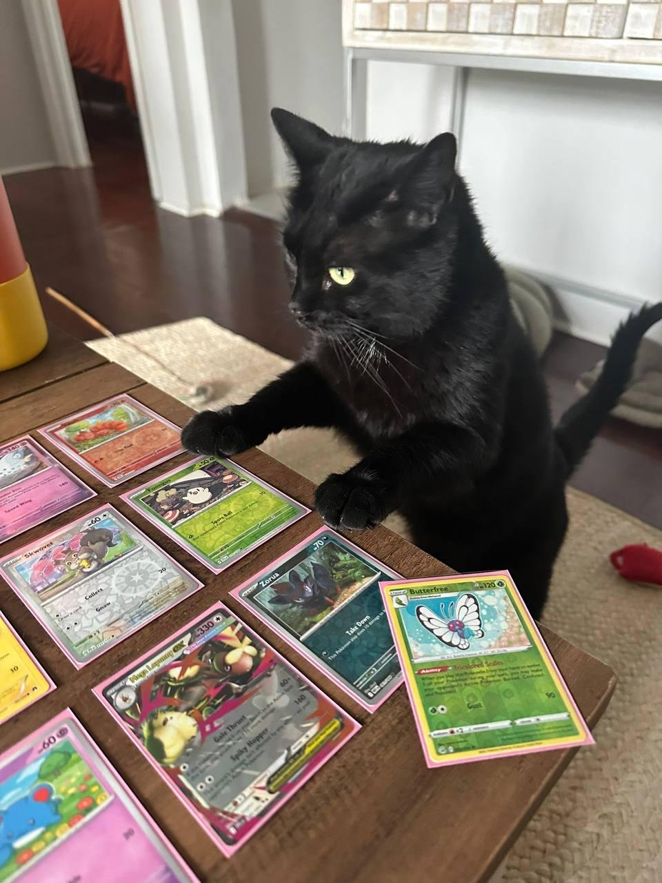 Black cat sitting at table with Pokémon trading cards spread out, looking directly at camera with yellow eyes