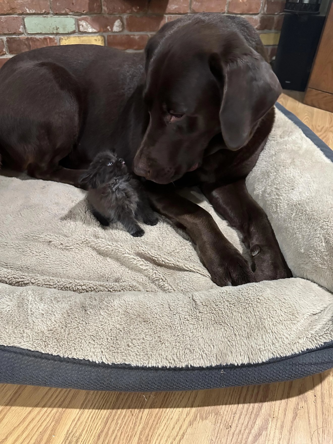 Large black dog lying on a dog bed while gently cuddling a tiny black puppy