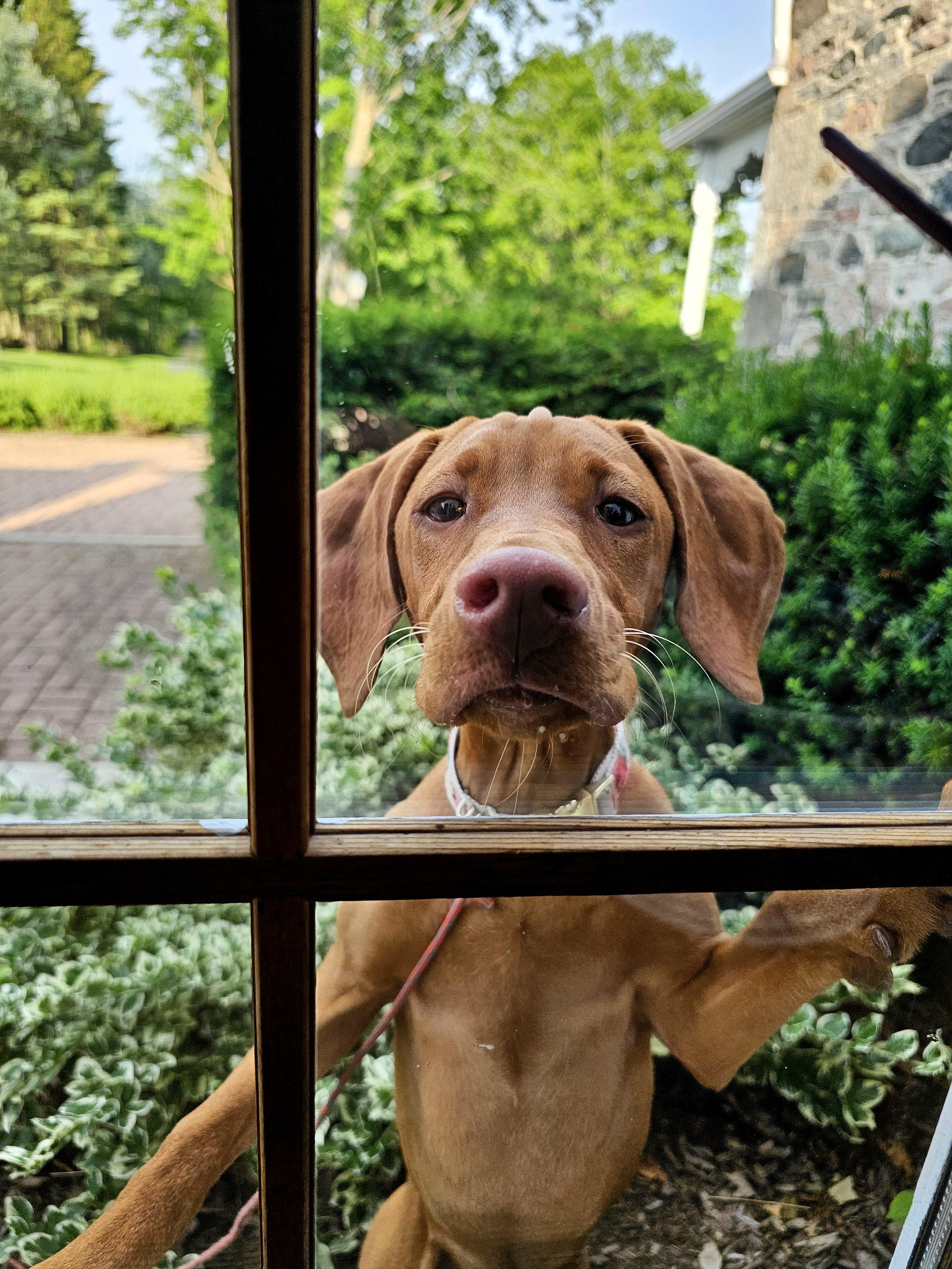 Brown dog with pink collar pressing face against window pane, looking directly at camera with hopeful expression while standing in garden
