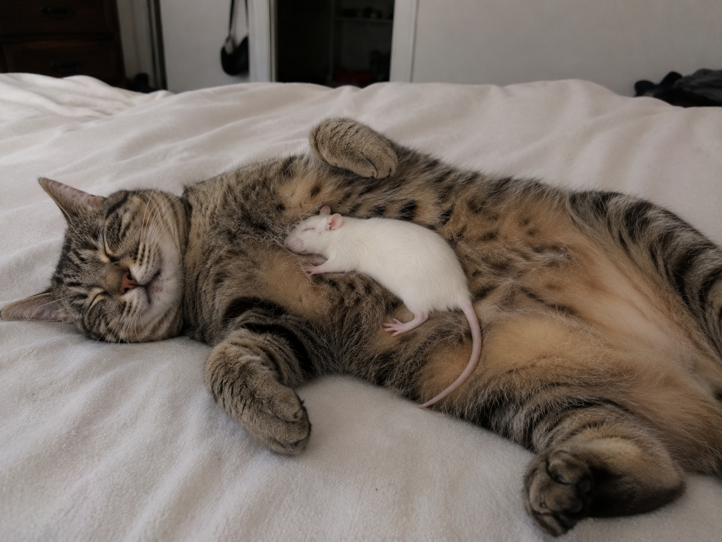 Tabby cat sleeping on bed while holding a white pet rat in its paws