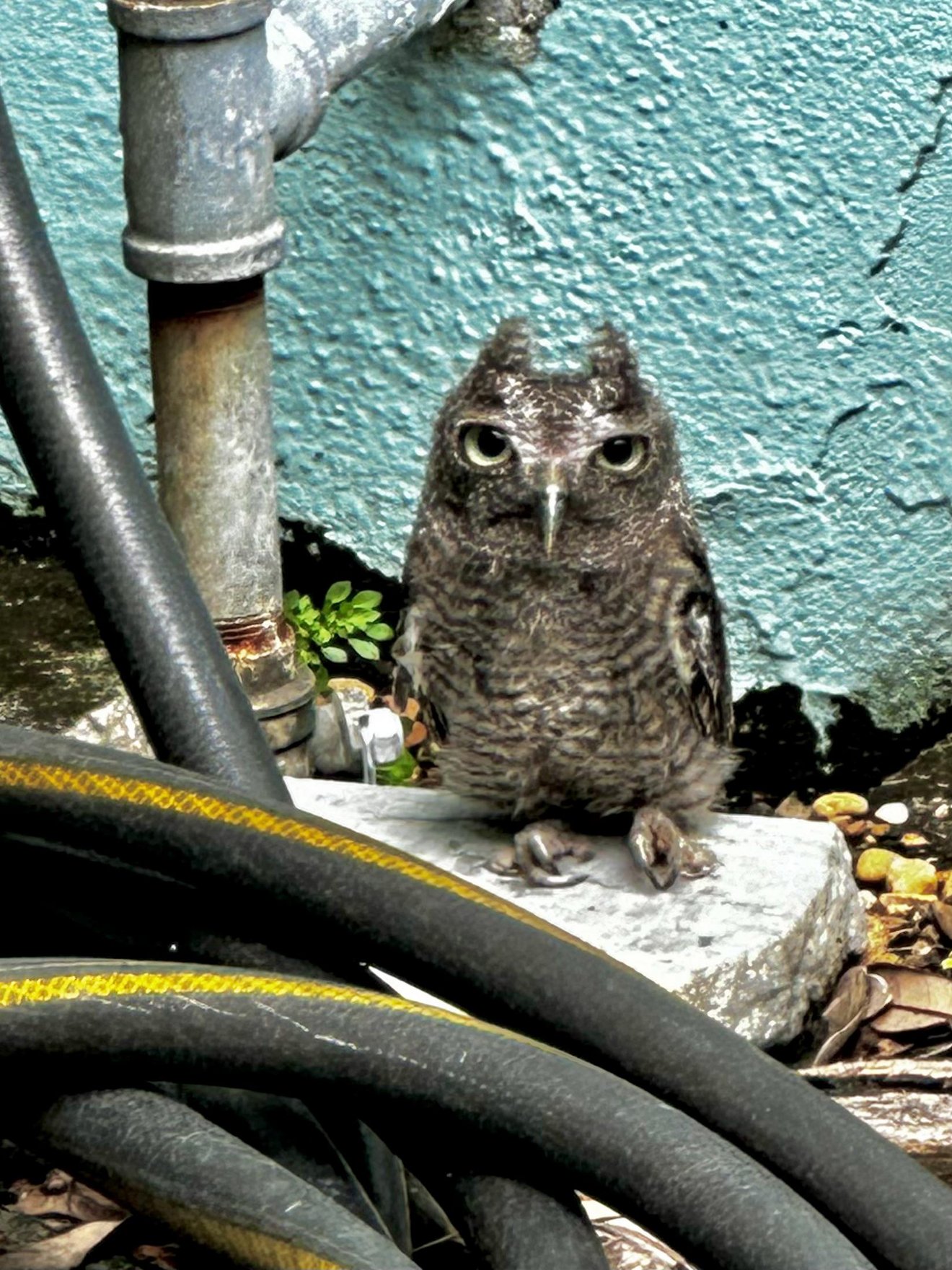 Small grey owl perched on white surface among industrial pipes and turquoise wall, staring directly at camera