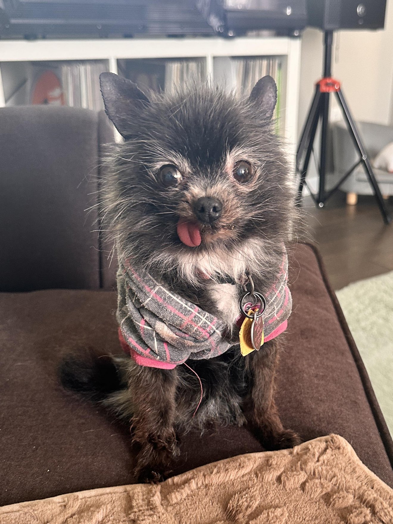 Small black and white dog on brown couch wearing pink plaid bandana, tongue out, happy expression