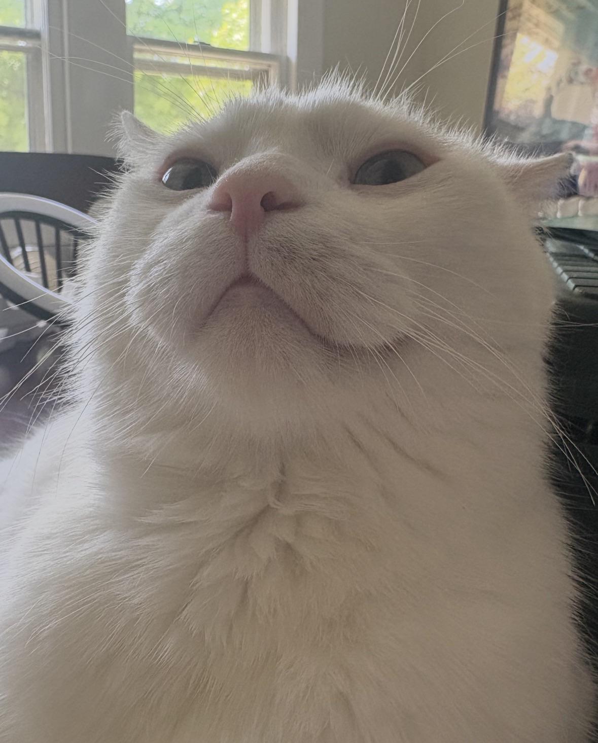 Close-up of a fluffy white cat with a shocked, disgruntled expression looking directly at the camera indoors.