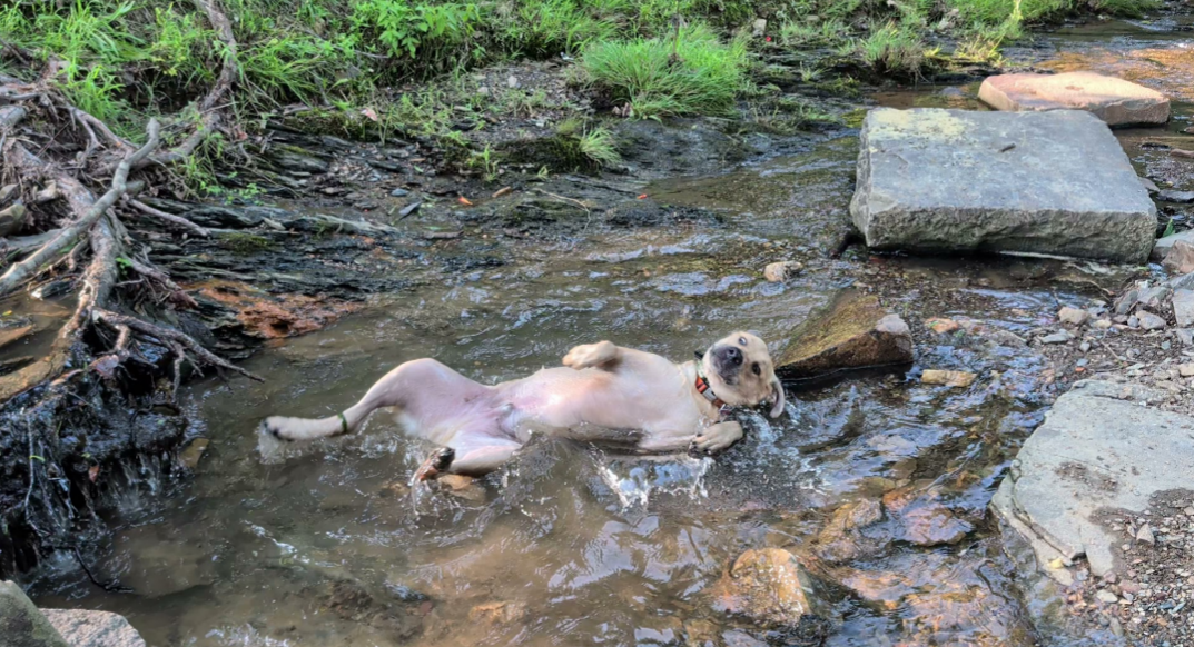 Small cream-colored dog wading through shallow creek water surrounded by rocks and vegetation