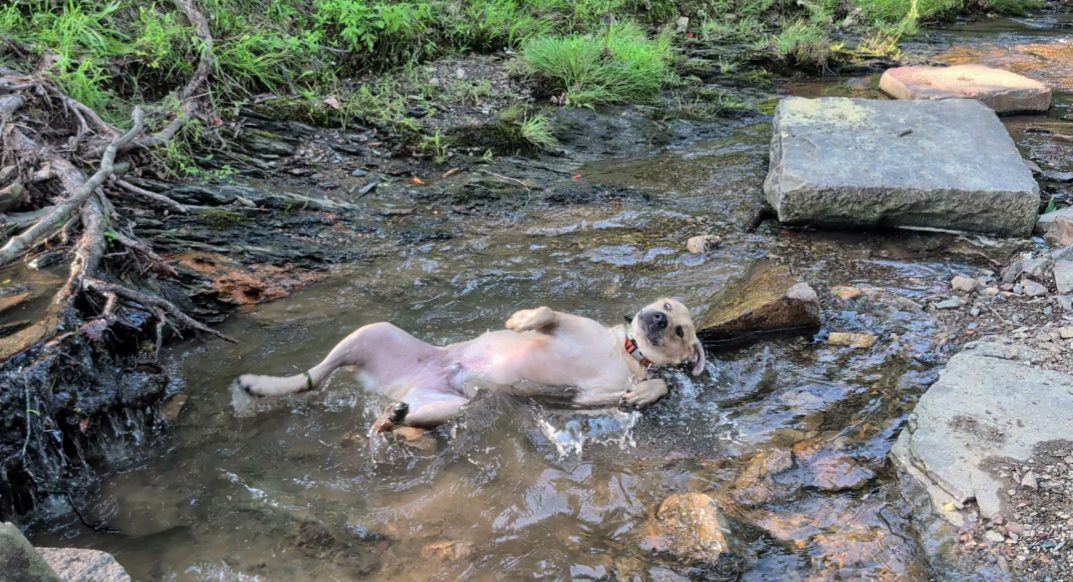 Small cream-colored dog wading through shallow creek water surrounded by rocks and vegetation