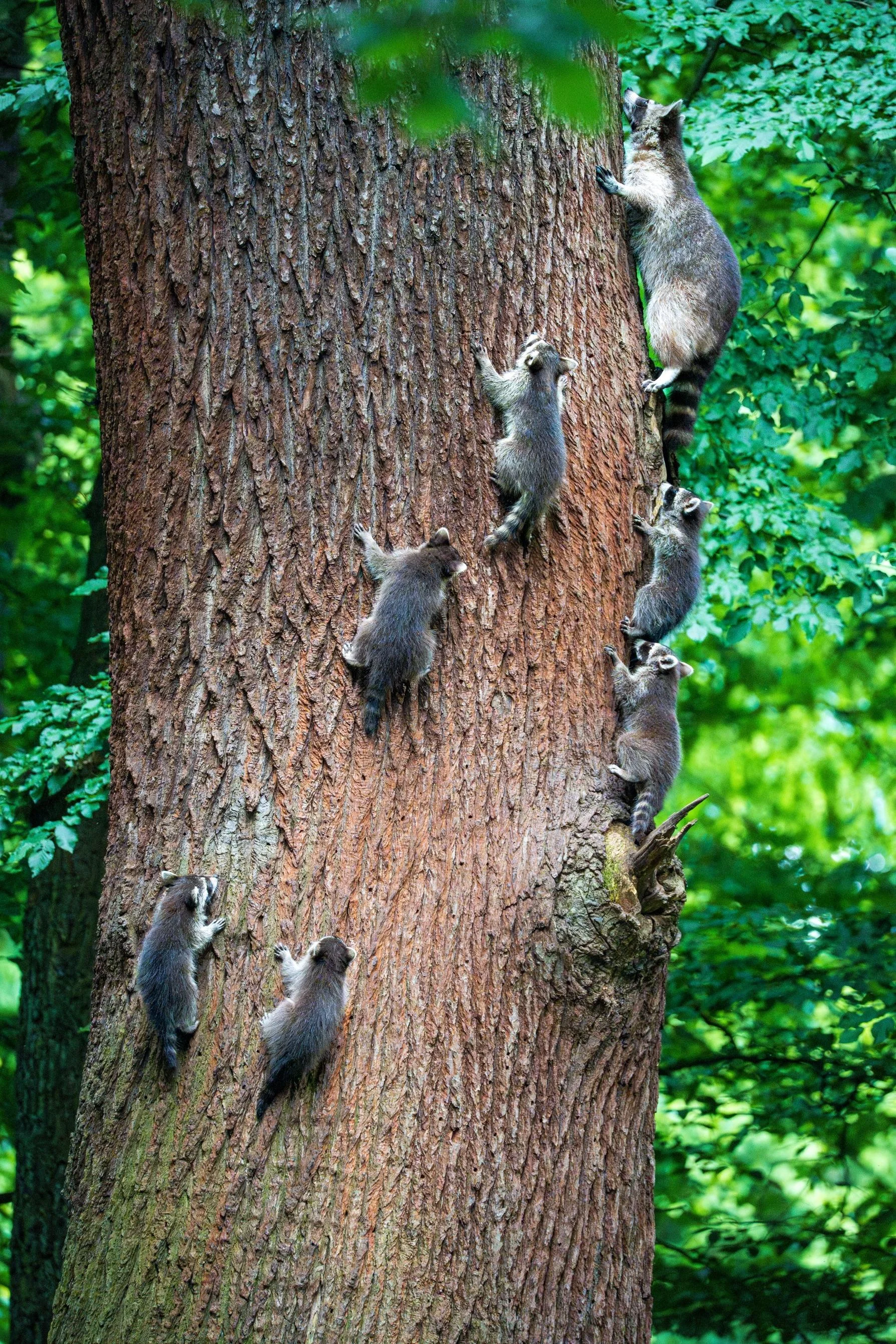 Multiple raccoons climbing up a large tree trunk in a green forest