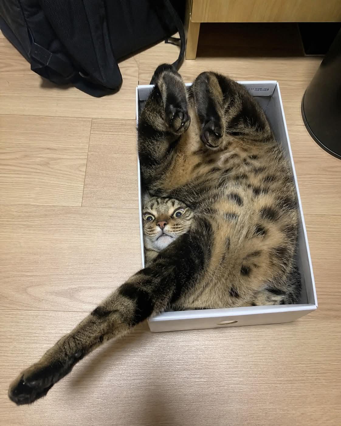 Tabby cat sprawled awkwardly inside a shallow white cardboard box on wooden floor