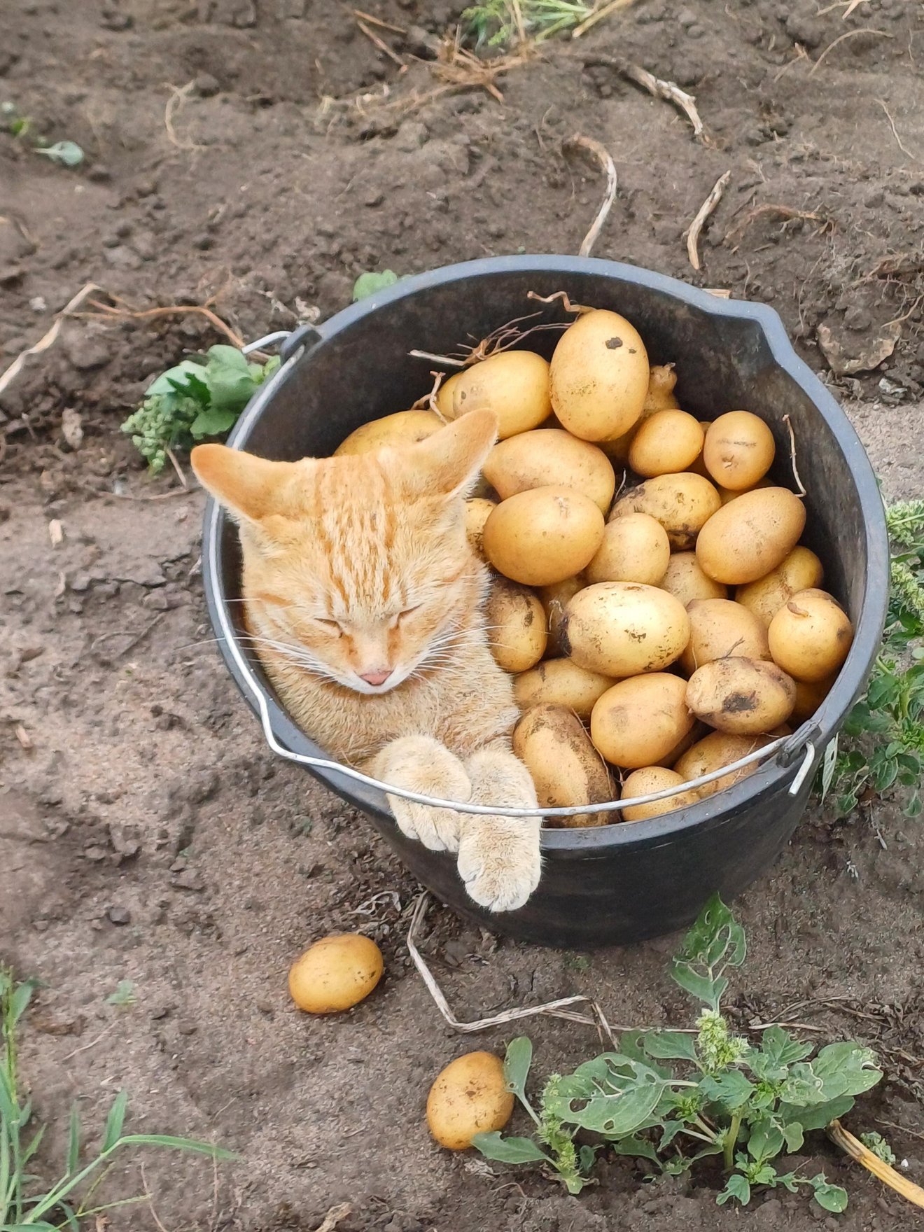 Orange tabby cat napping in a bucket filled with harvested potatoes in a garden