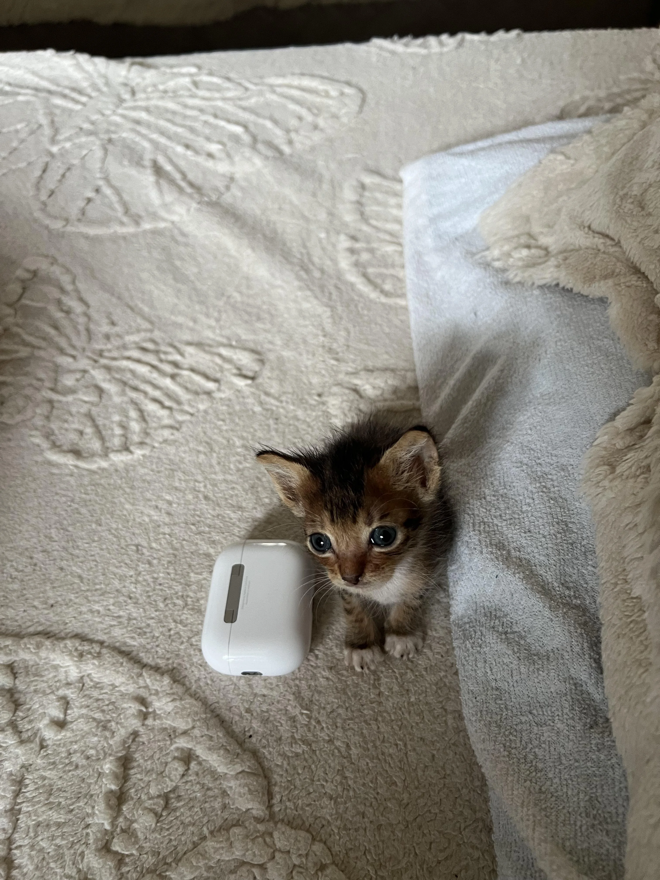 Funny Kitten picture