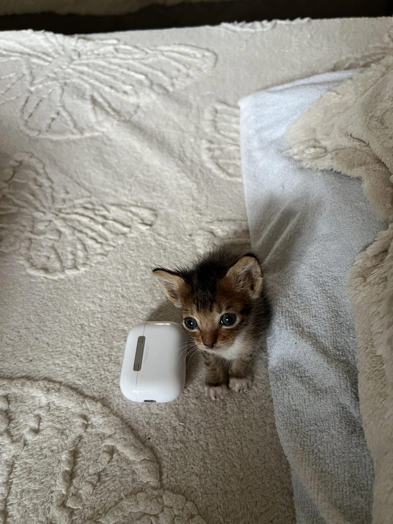 Funny Kitten picture