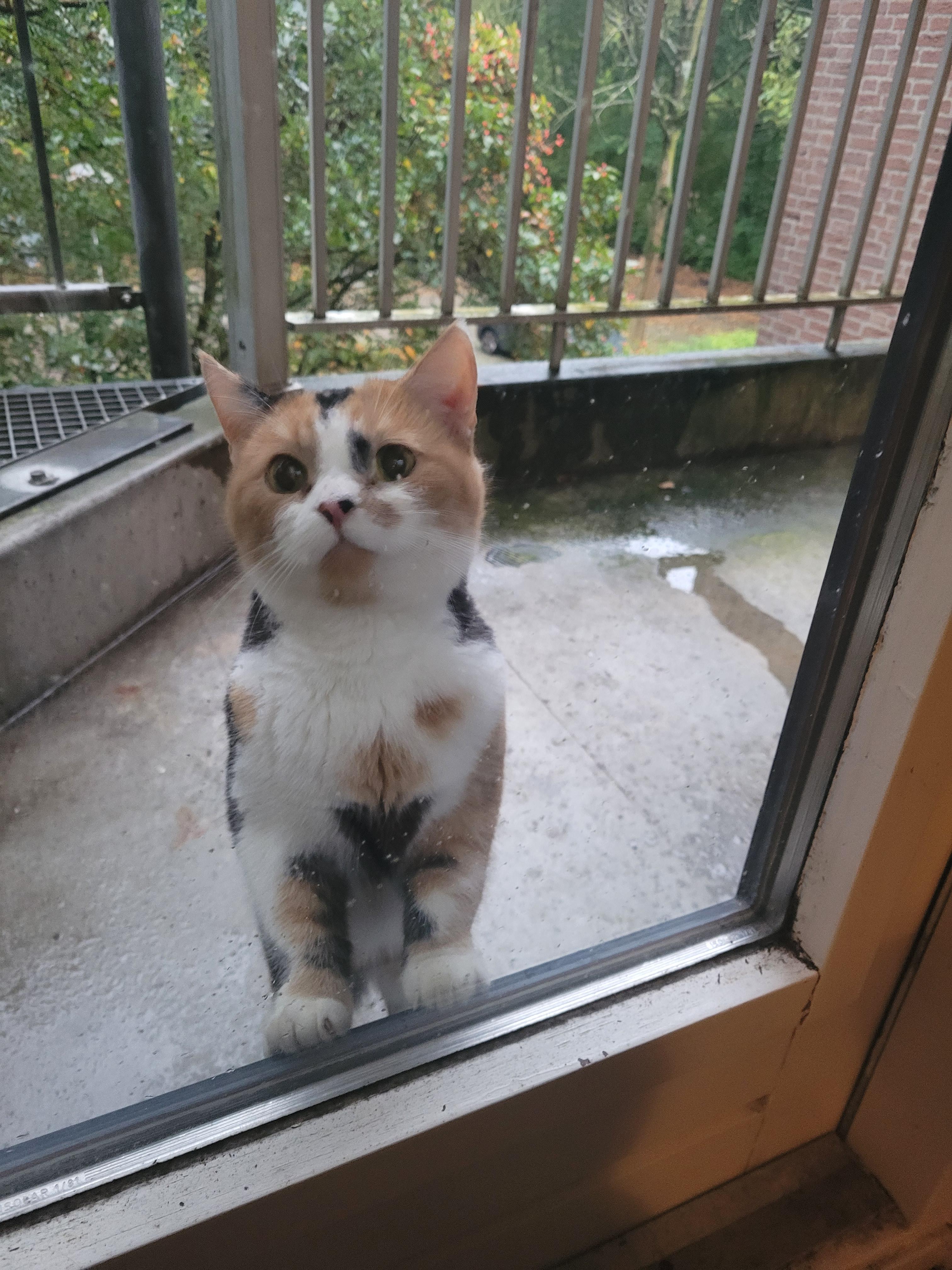 Calico cat looking through glass door at balcony with wide surprised expression