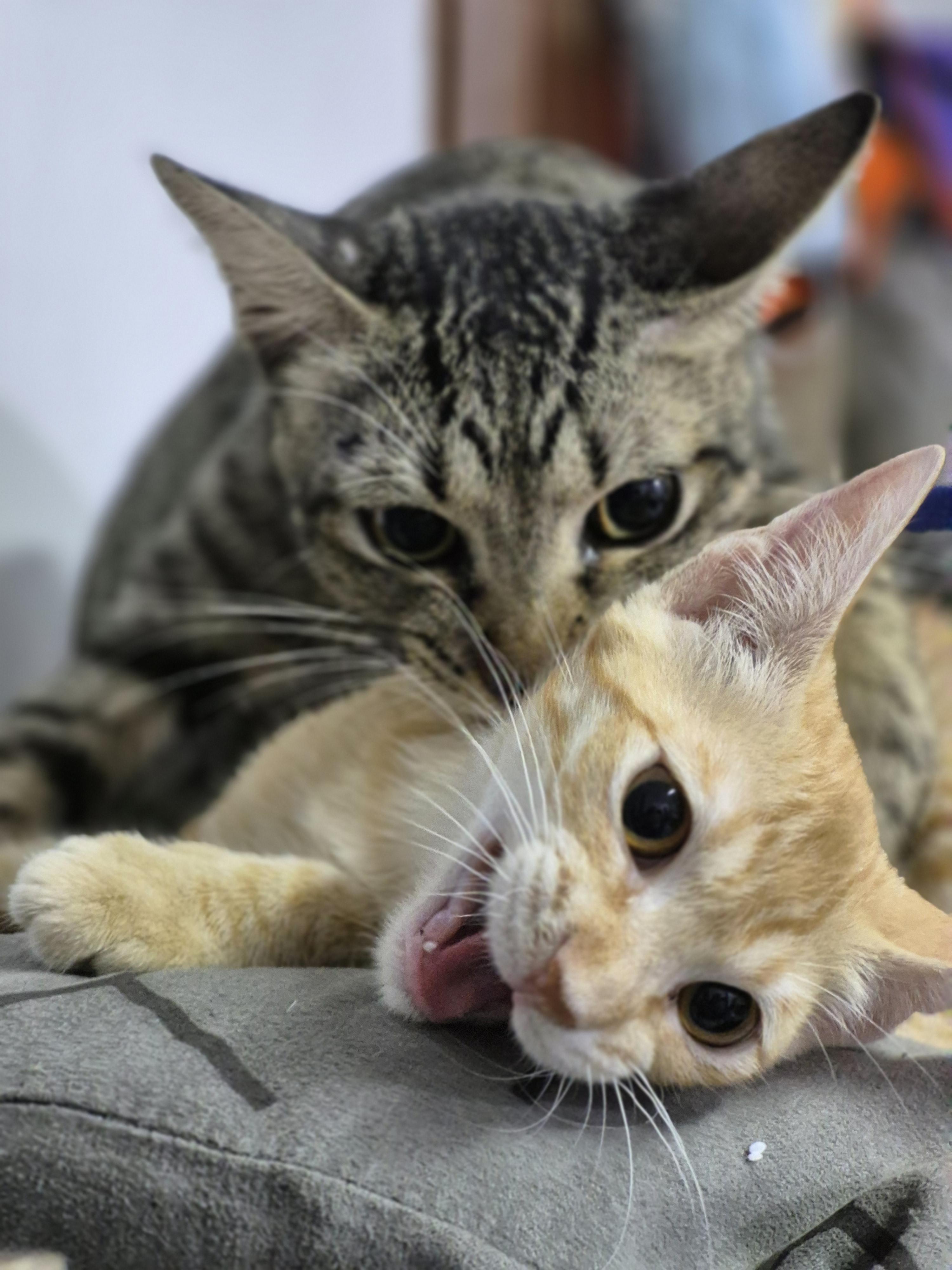 Two cats on gray fabric, cream tabby in foreground with tongue out, gray tabby behind looking unimpressed