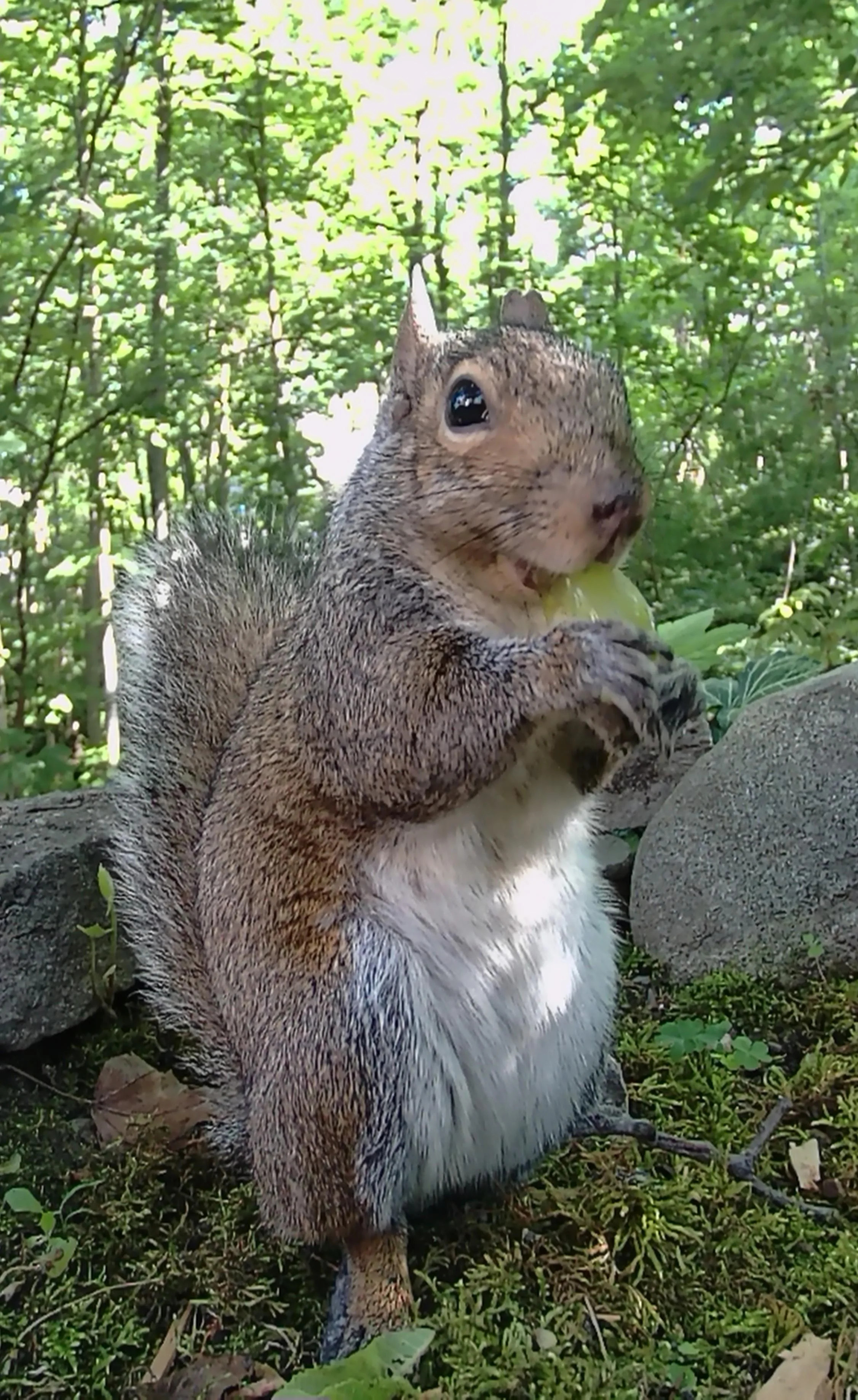 Gray and white squirrel standing upright on hind legs among green foliage and rocks, looking alert