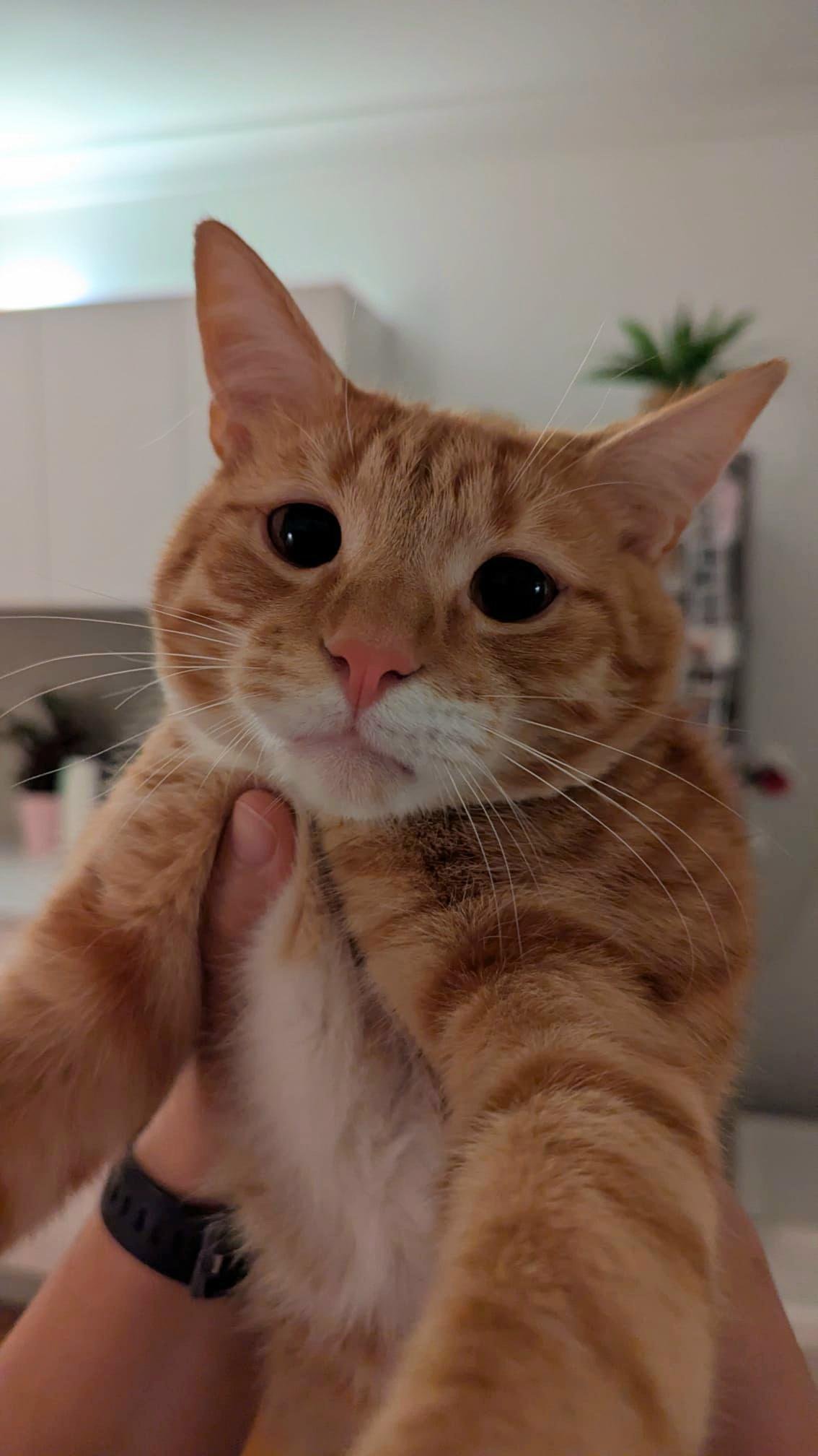 Orange tabby cat being held up close to camera with extremely large surprised eyes and open-mouthed expression.