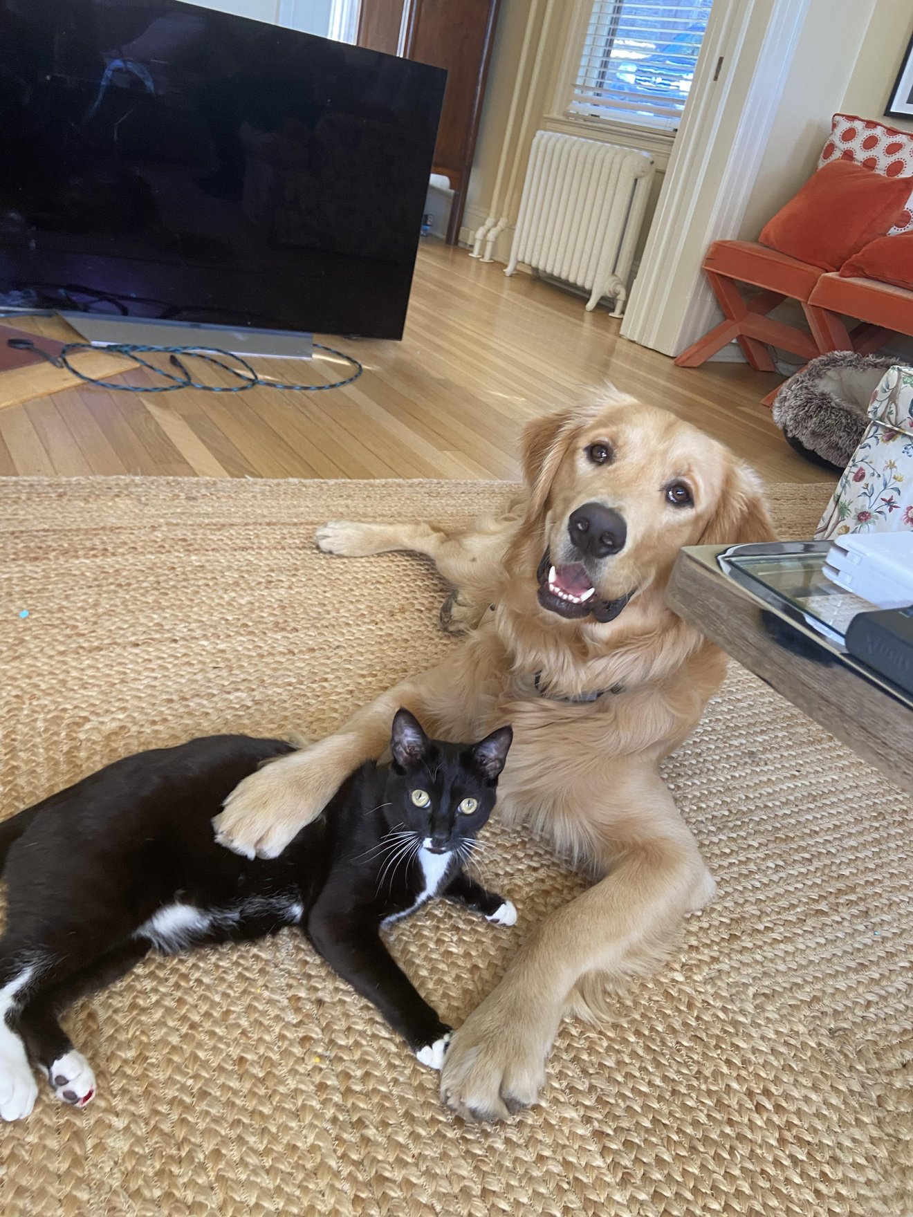 Golden retriever and black cat lying together on a carpet in a living room, both looking at the camera