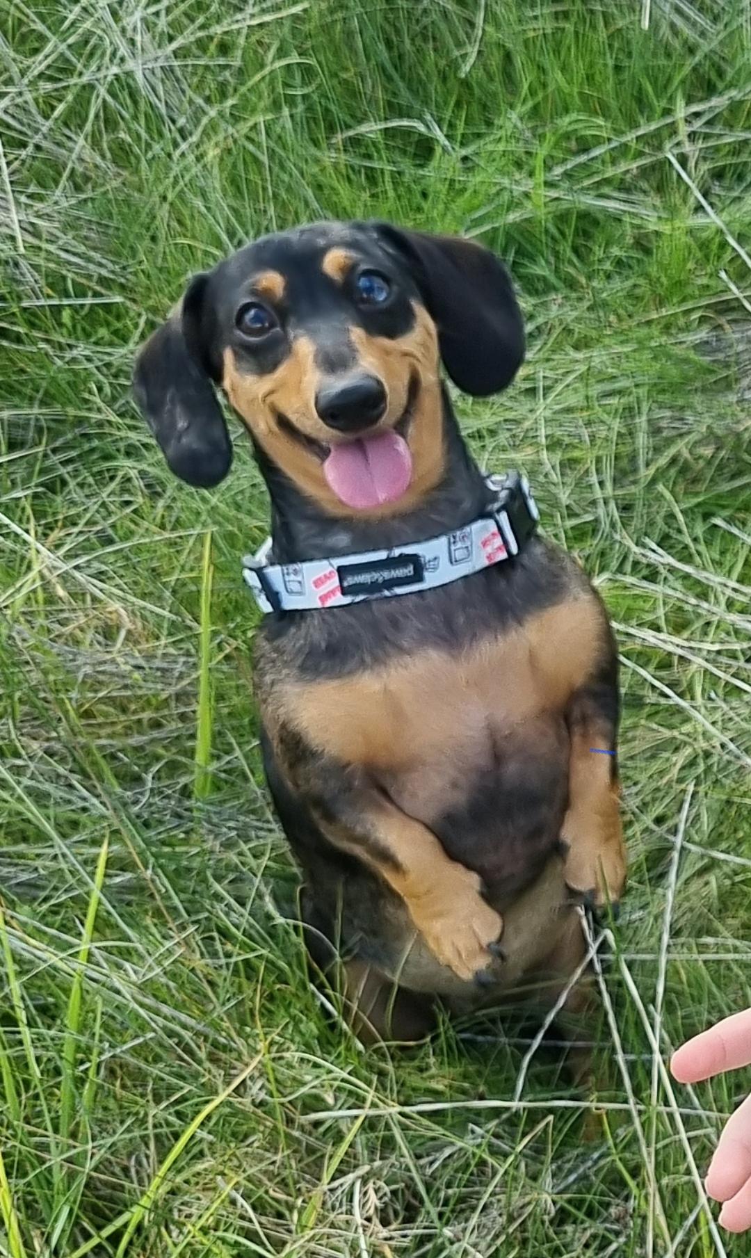 Black and tan dog with tongue out sitting in grass, looking up at camera