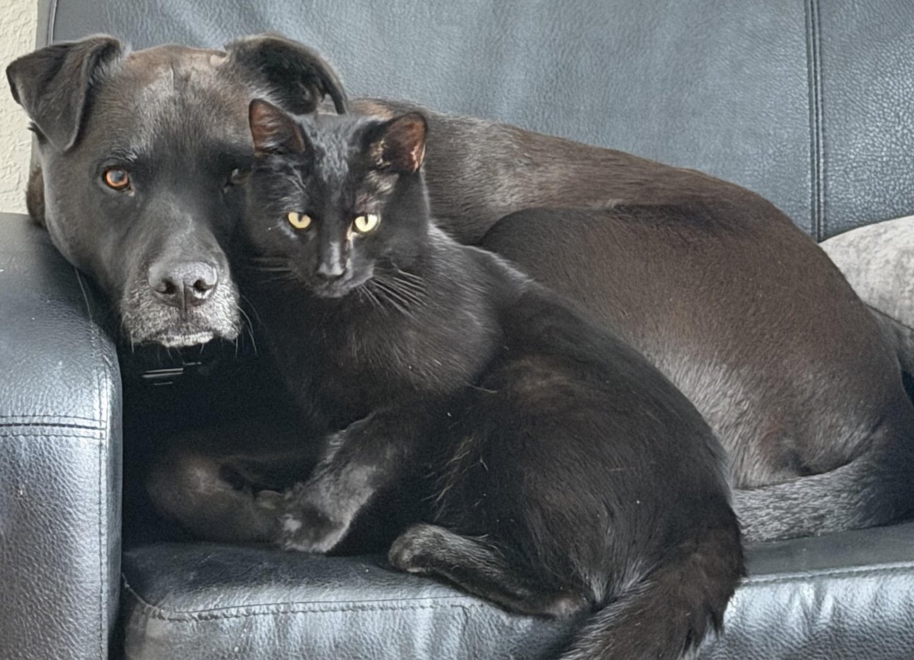 Black cat and dark dog lounging together on a gray leather couch indoors