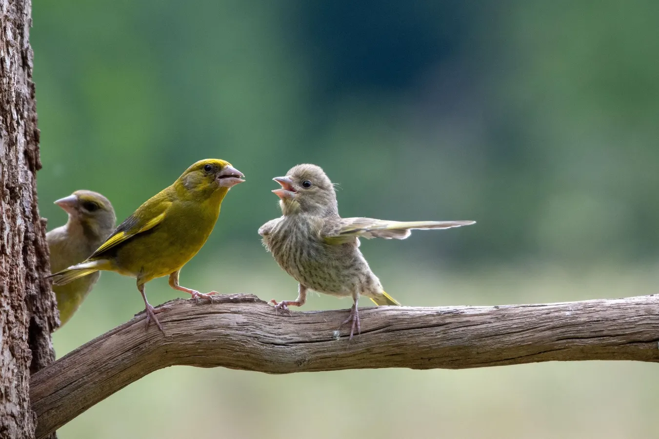 Three small yellow and white birds perched together on a wooden branch against a blurred green background