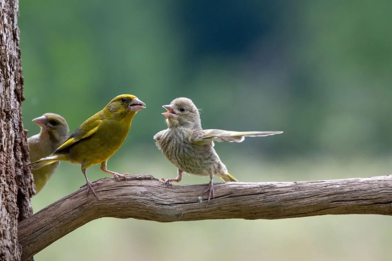 Three small yellow and white birds perched together on a wooden branch against a blurred green background