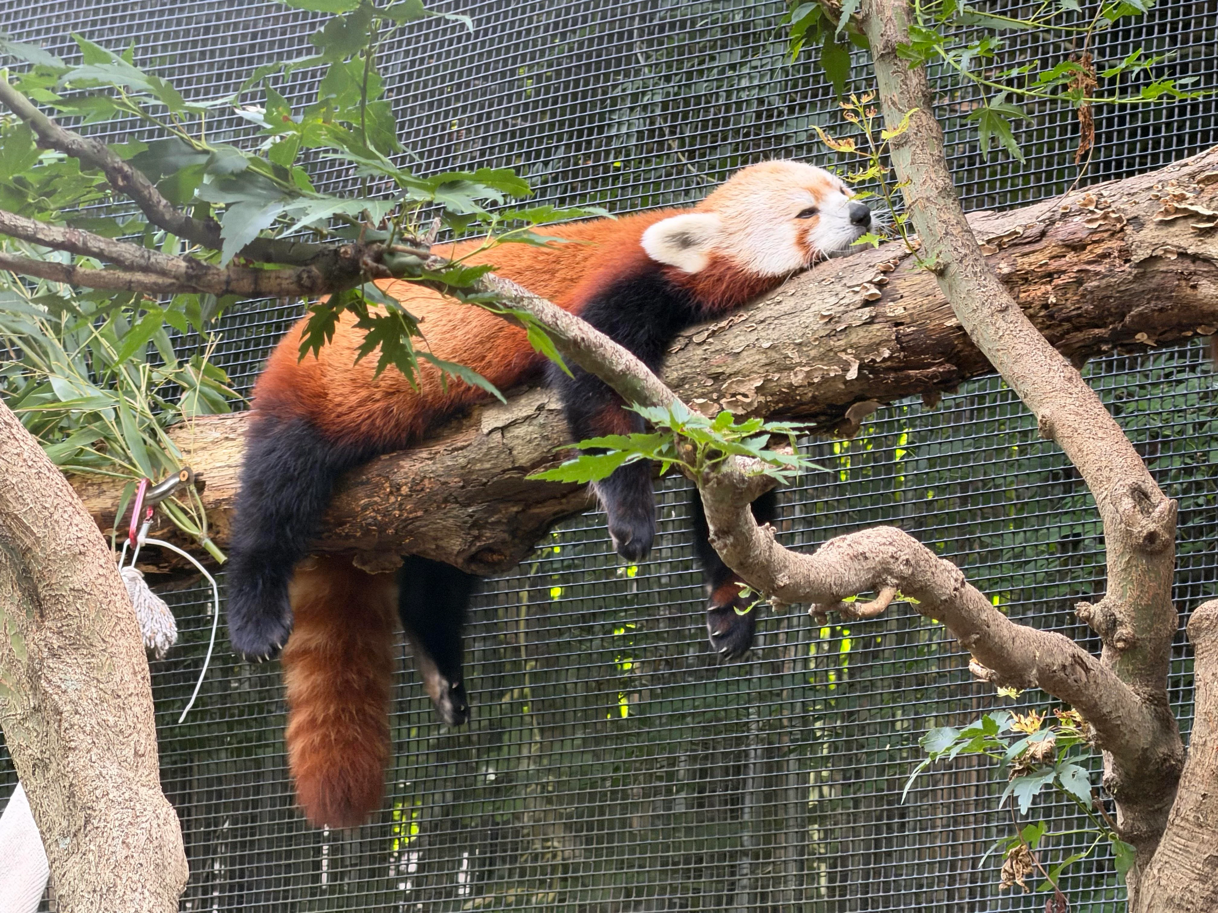 Red panda relaxing on a wooden branch inside an enclosure with green leaves nearby