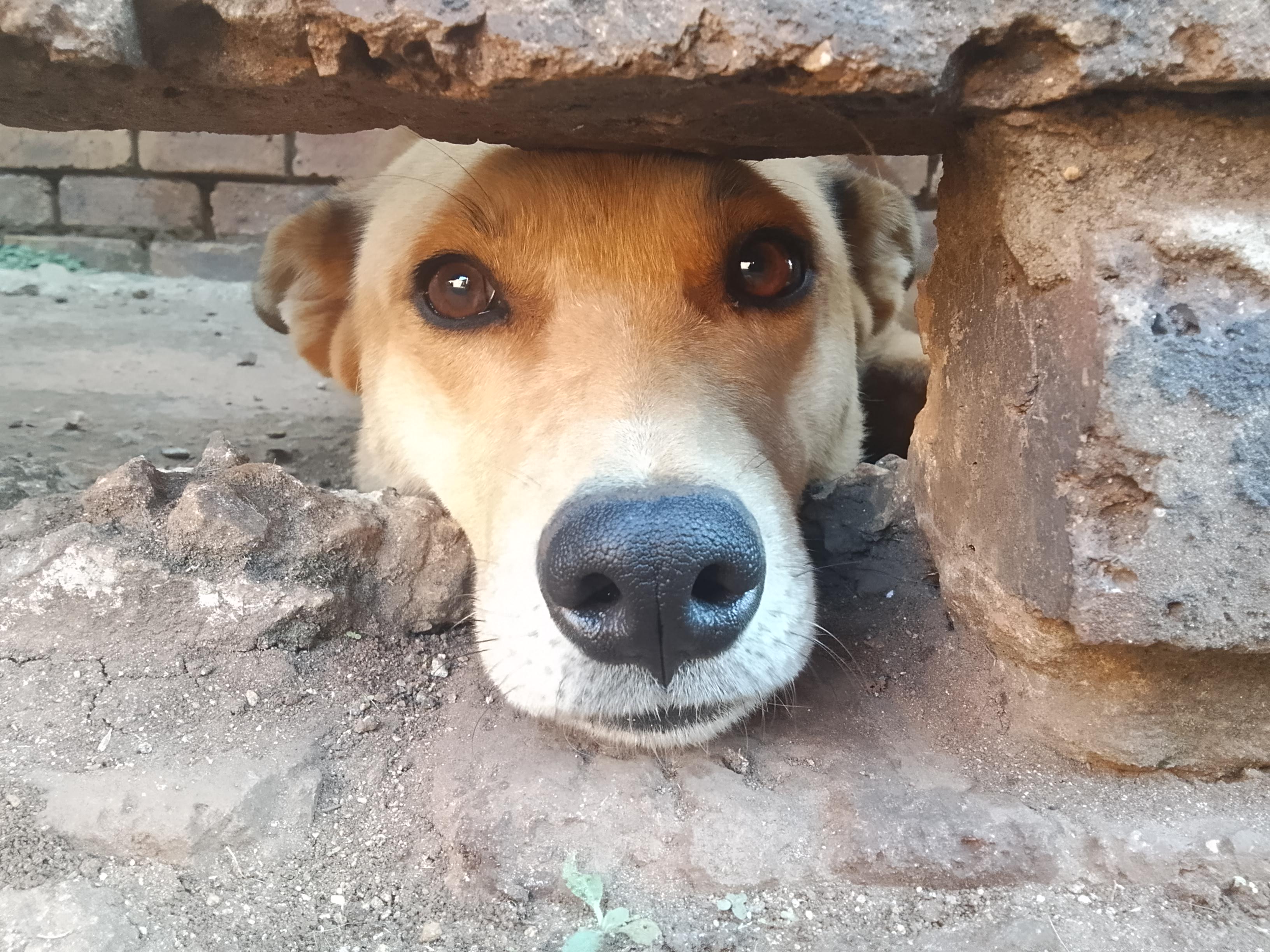 Brown and white dog peeking out from under a weathered brick structure with curious expression