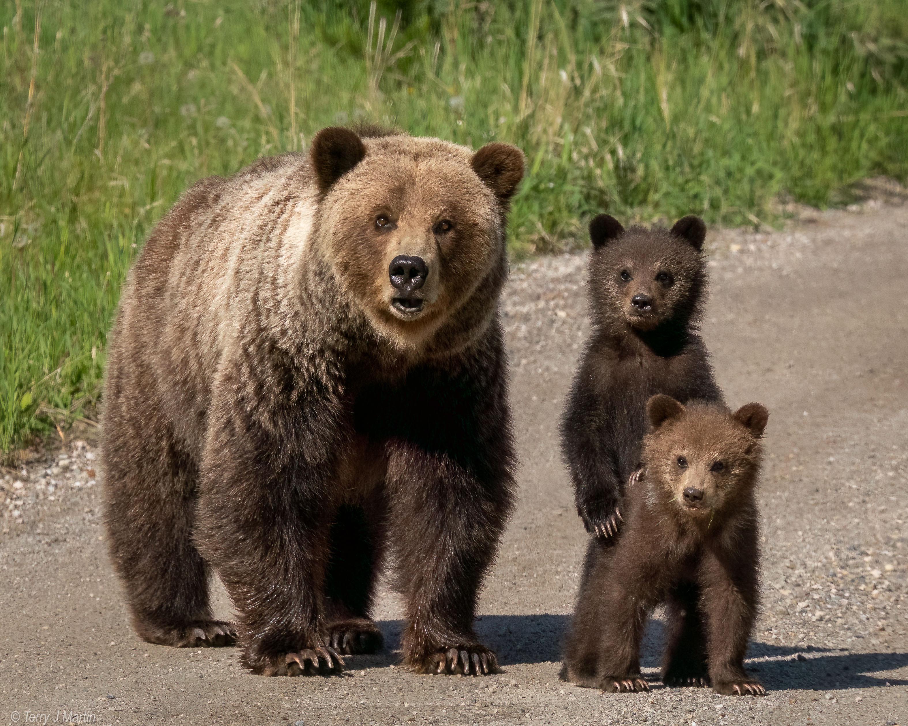 A large brown bear mother walking on a gravel road with two smaller cubs beside her, with green grass in the background.