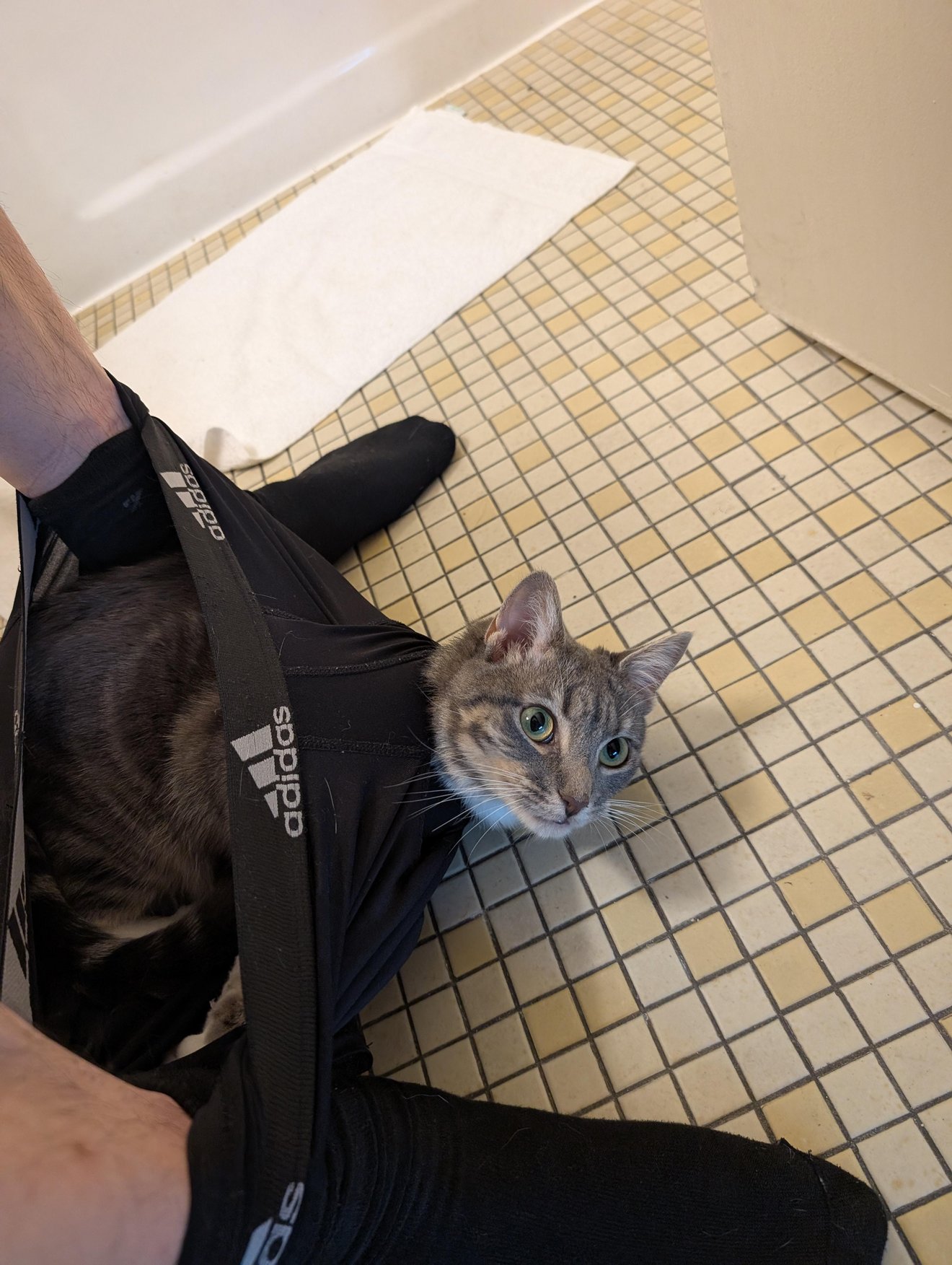 Tabby cat in an Adidas carrier held by a person in a bathroom, looking surprised with wide eyes