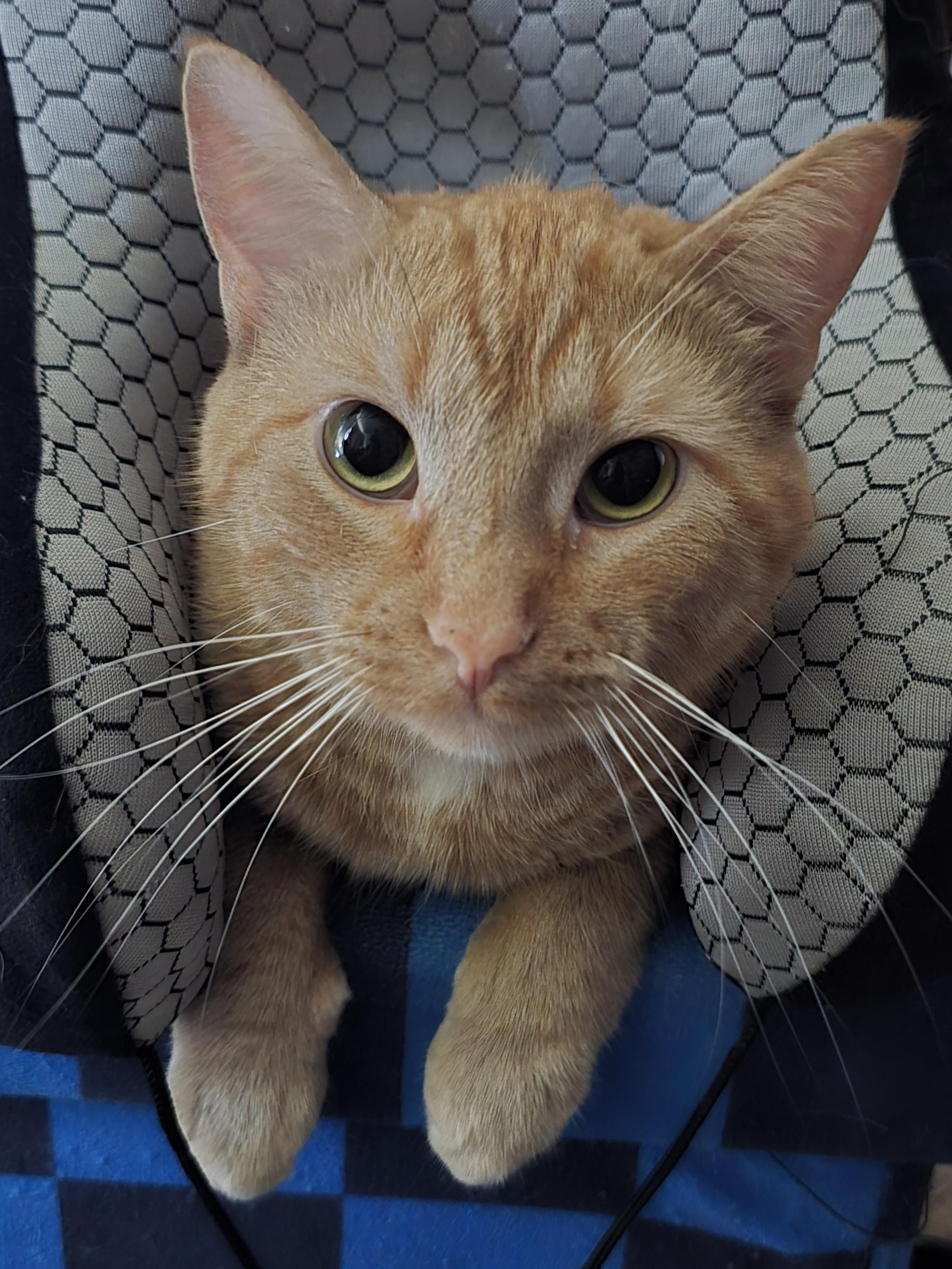 Orange tabby cat with green eyes staring directly at camera, sitting on blue blanket indoors
